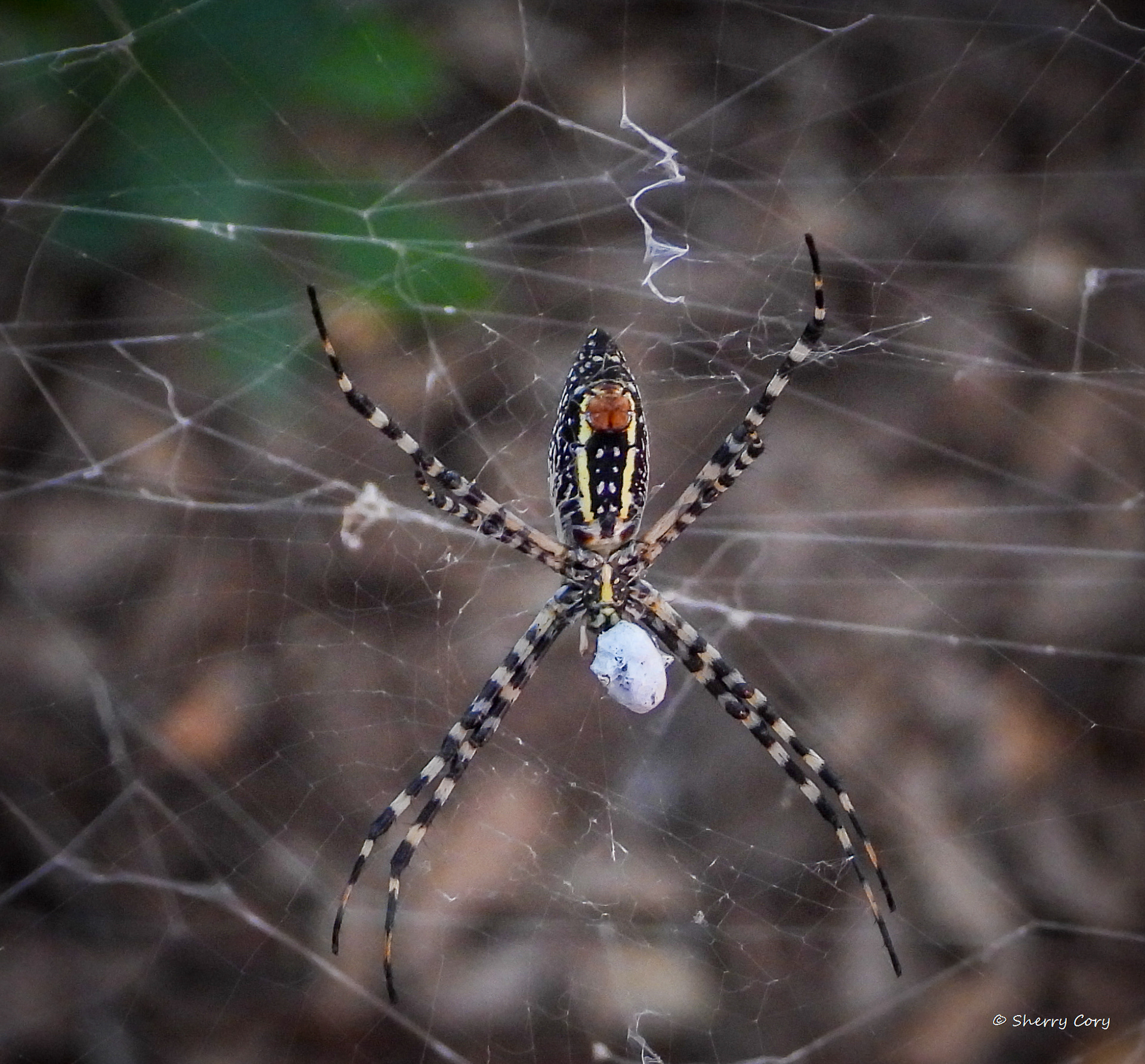 Banded Garden Spider