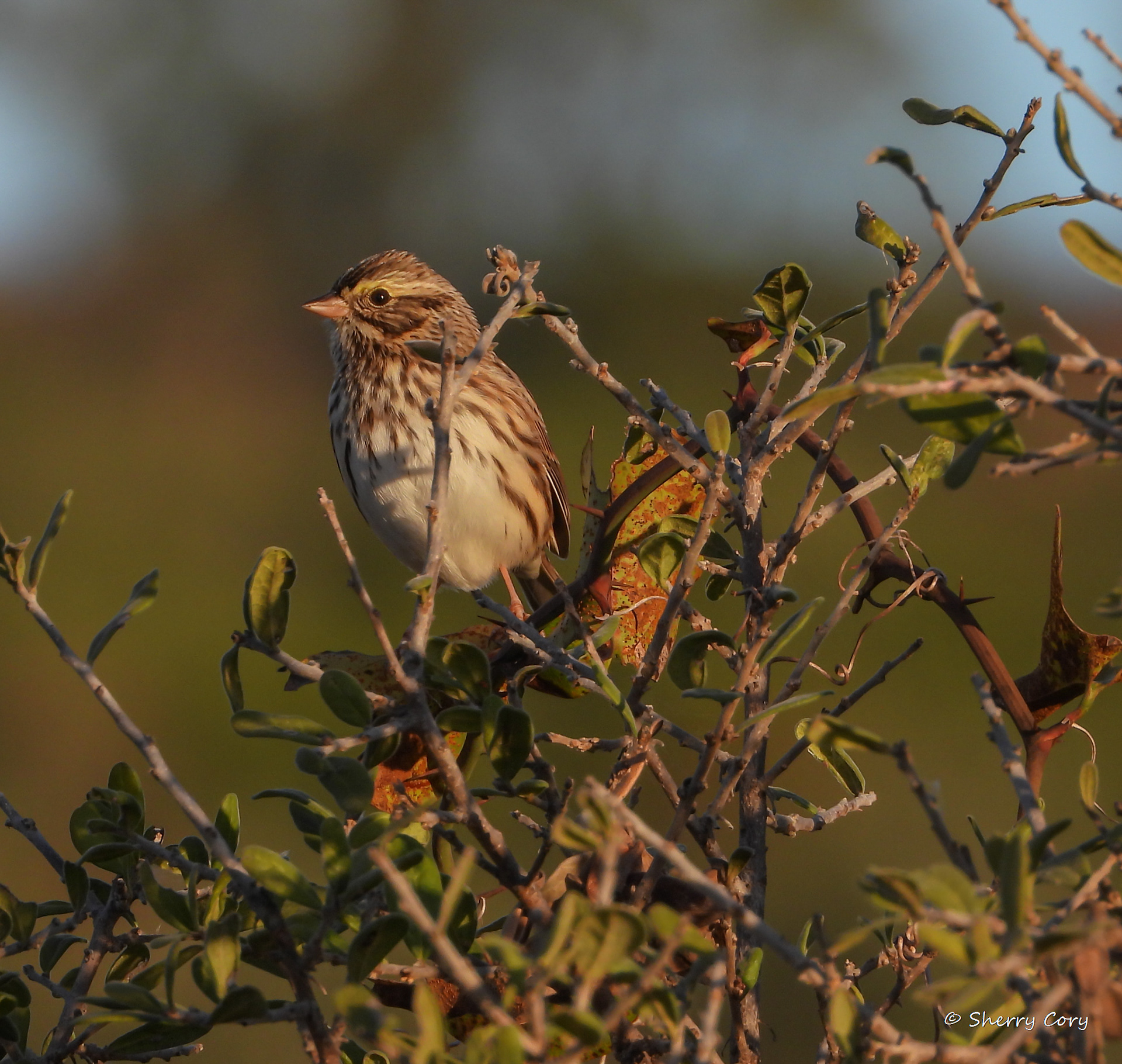 Savannah Sparrow