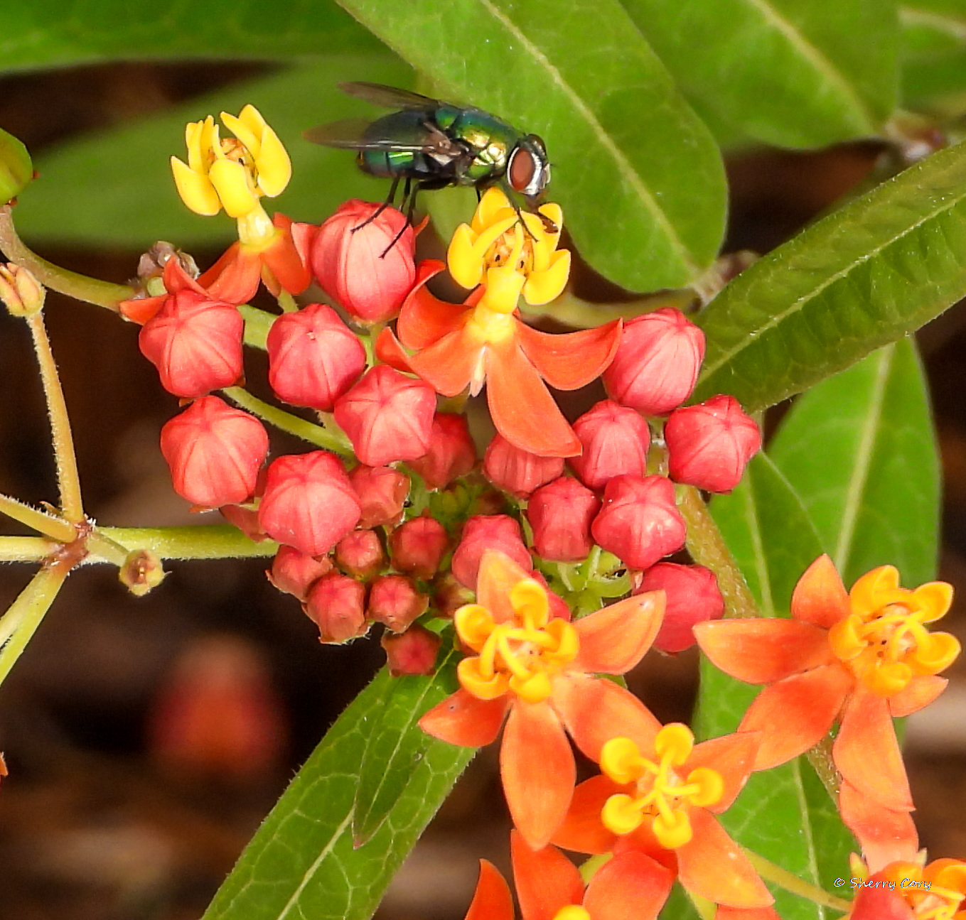 Common Green Bottle Fly