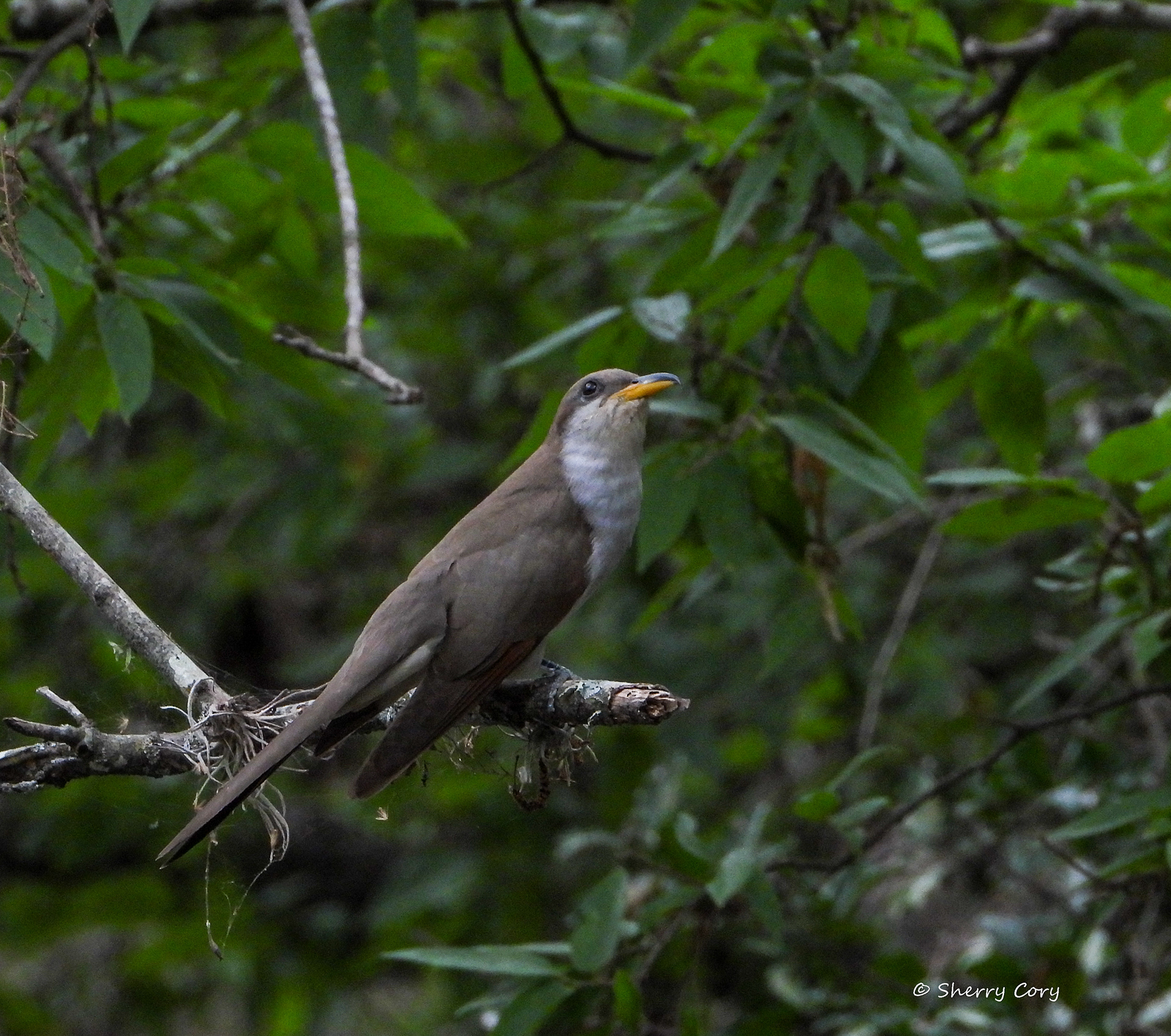 Yellow Billed Cuckoo (Coccyzus americanus)
