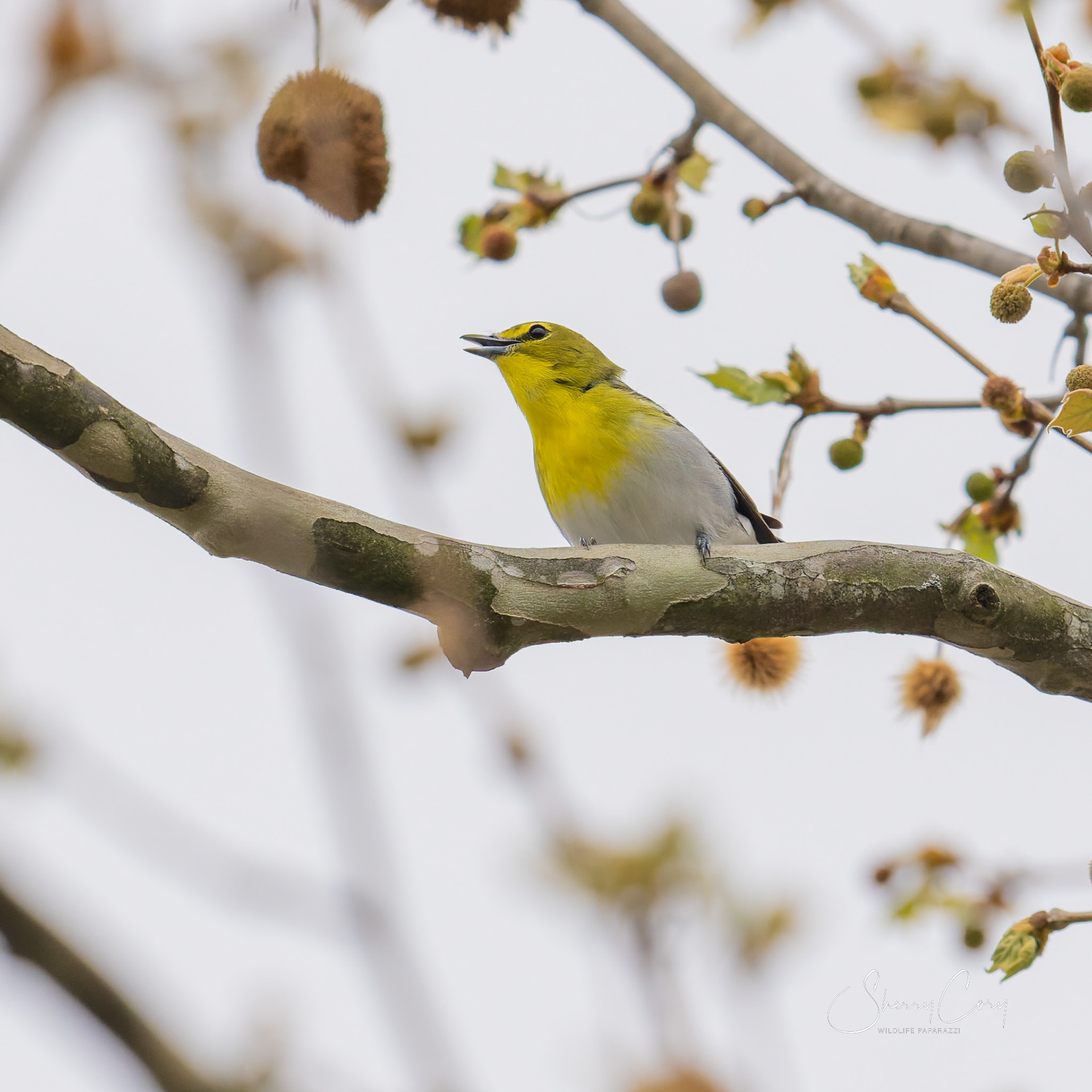 Yellow Throated Vireo