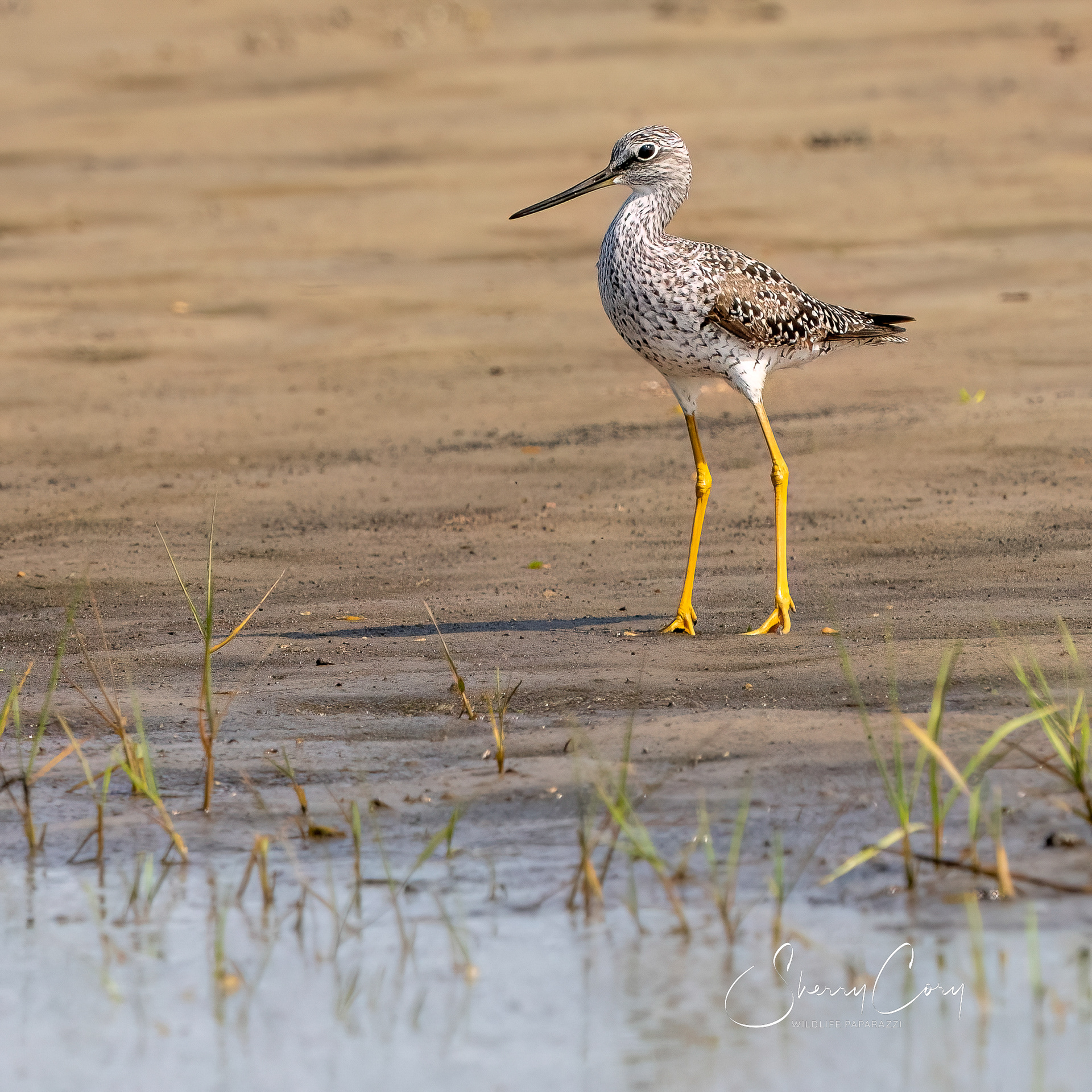 Greater Yellowlegs