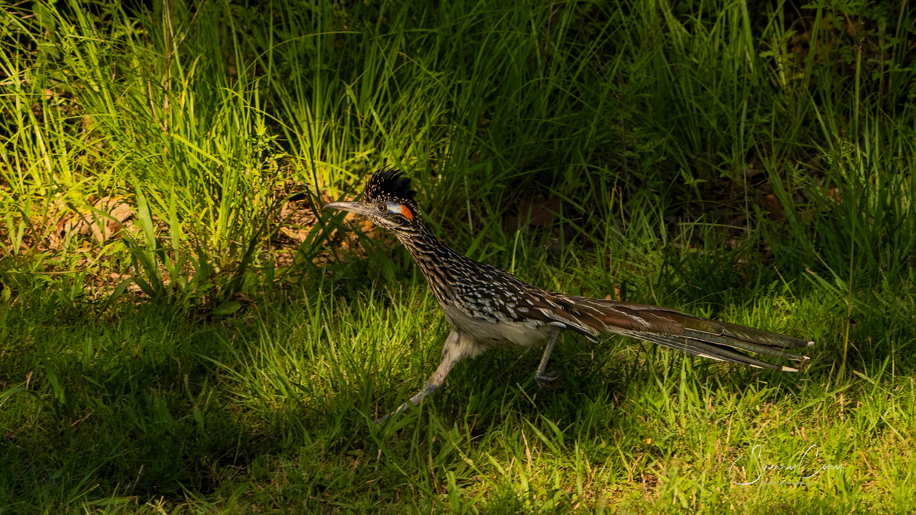 Greater Roadrunner
