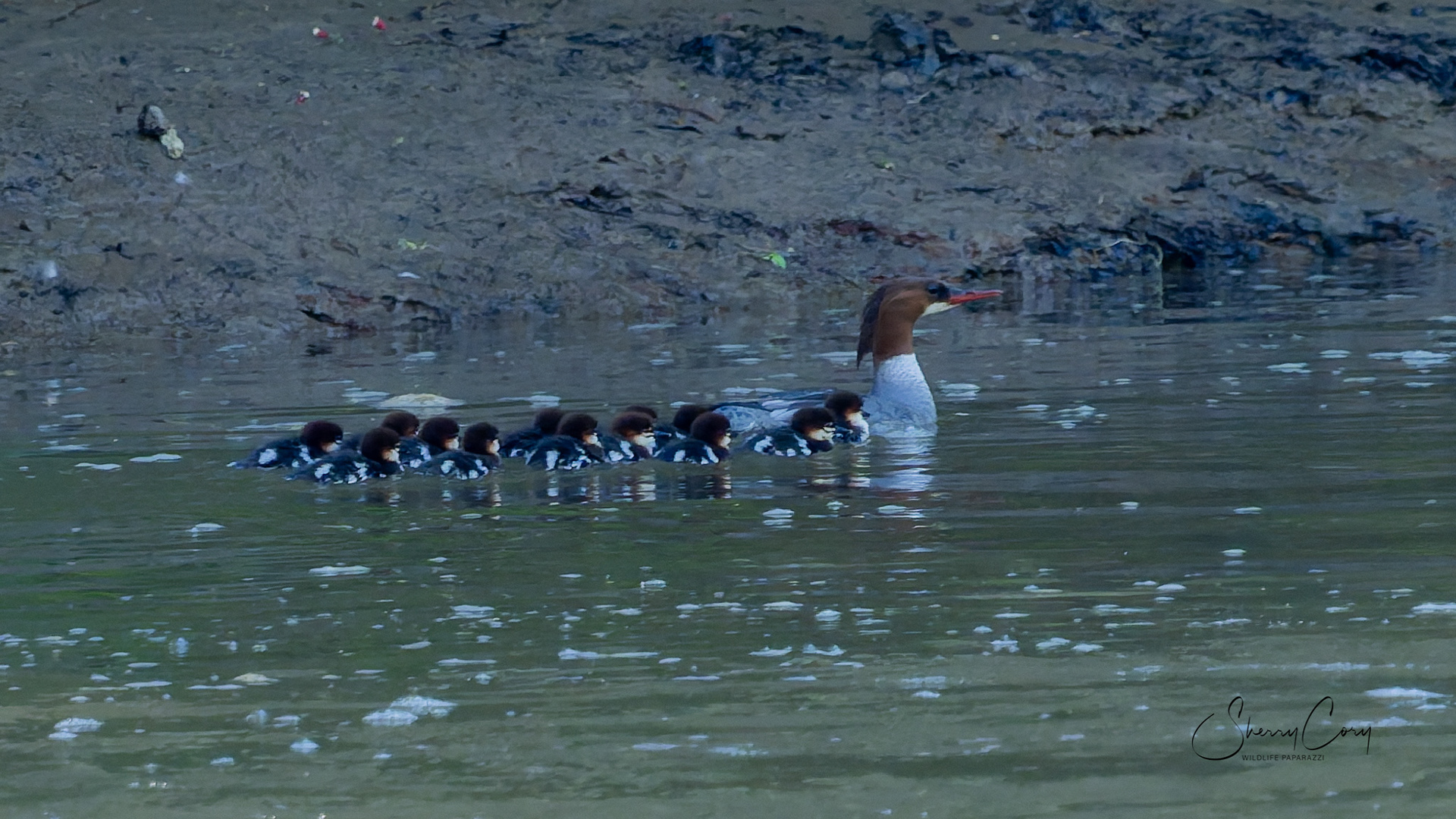 Common Mergansers (Mergus merganser)