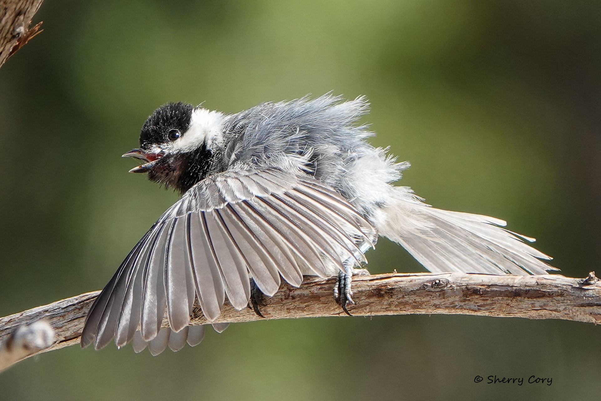 Carolina Chickadee (Poecile carolinensis)