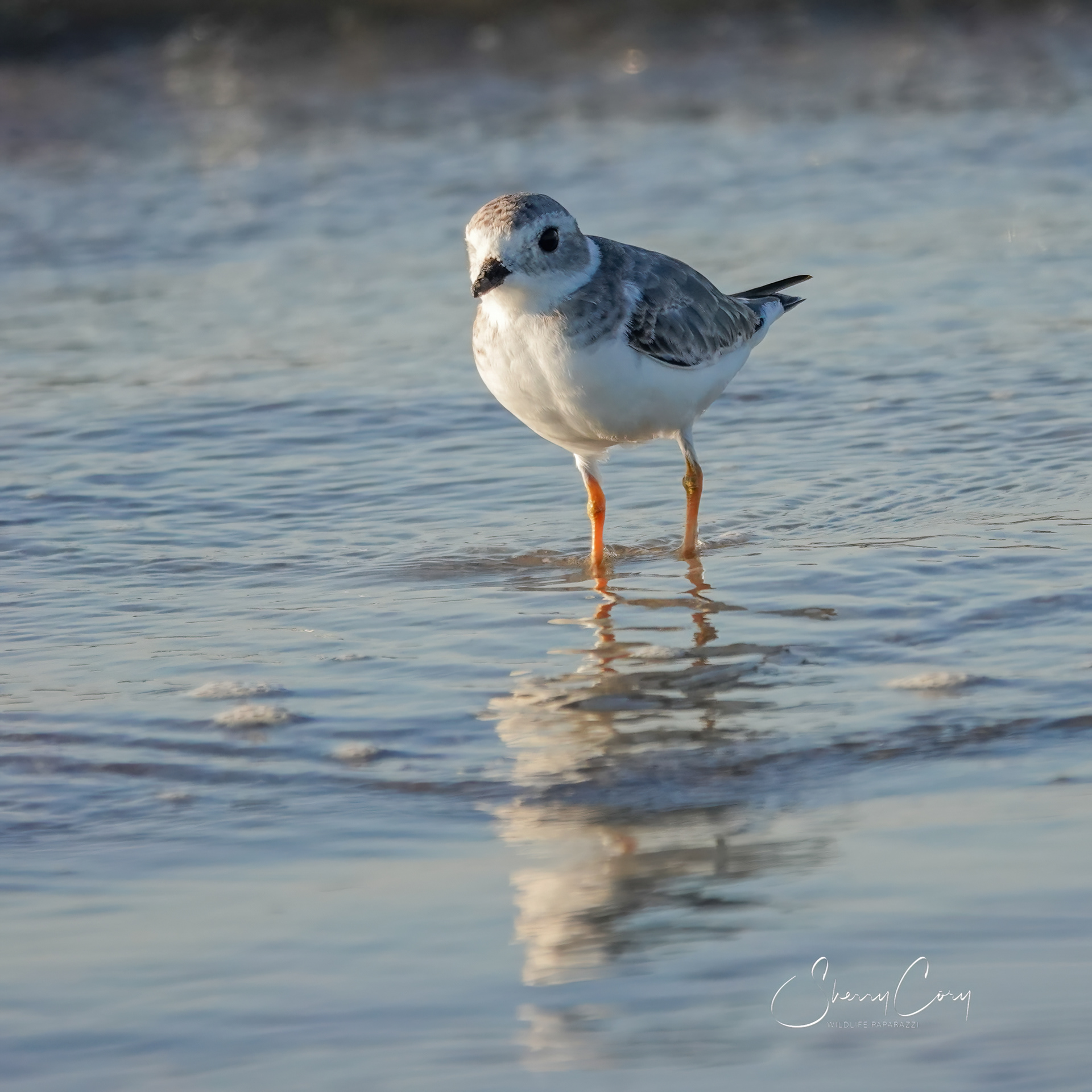 Piping Plover (Charadrius melodus)