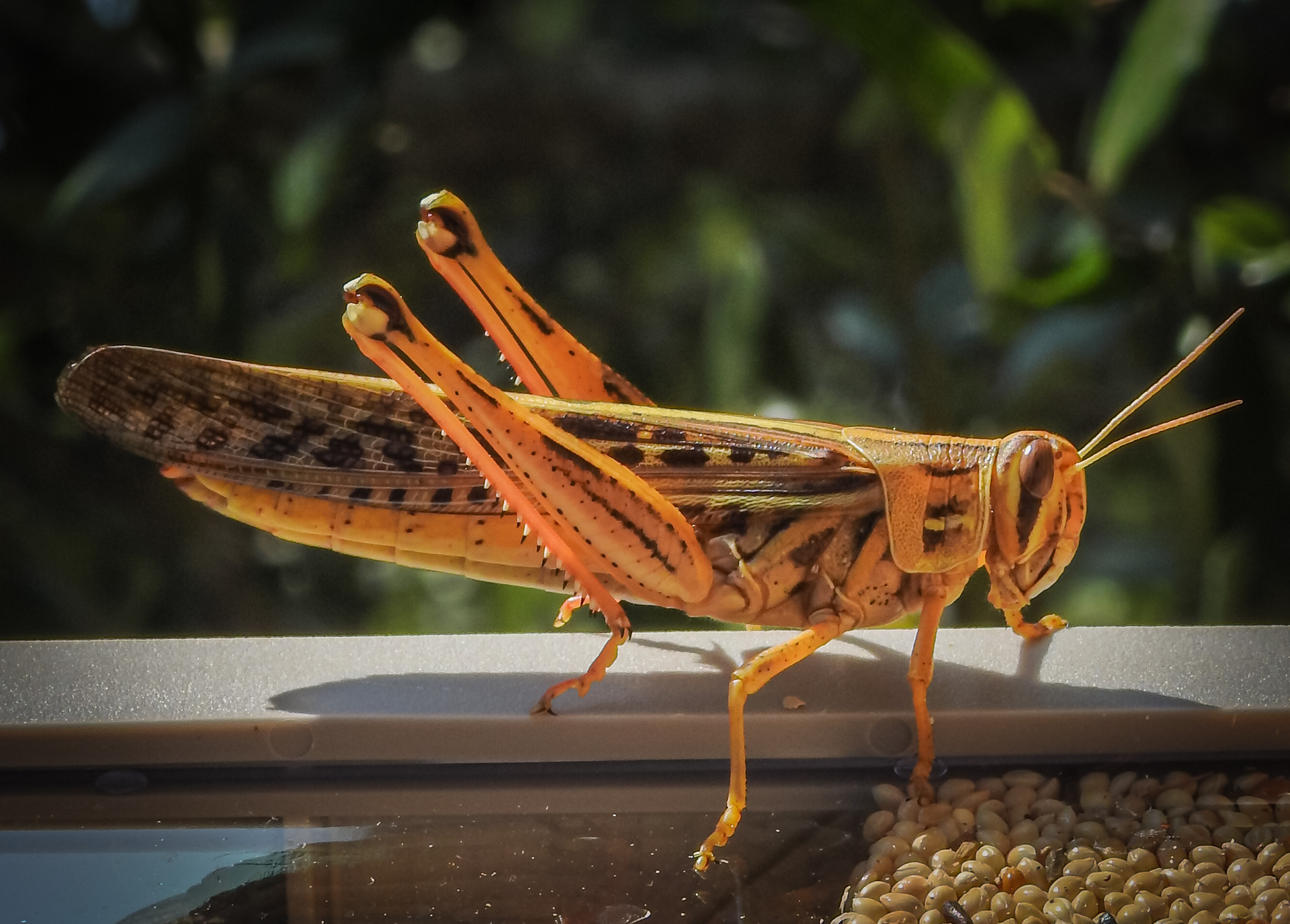 American Bird Grasshopper