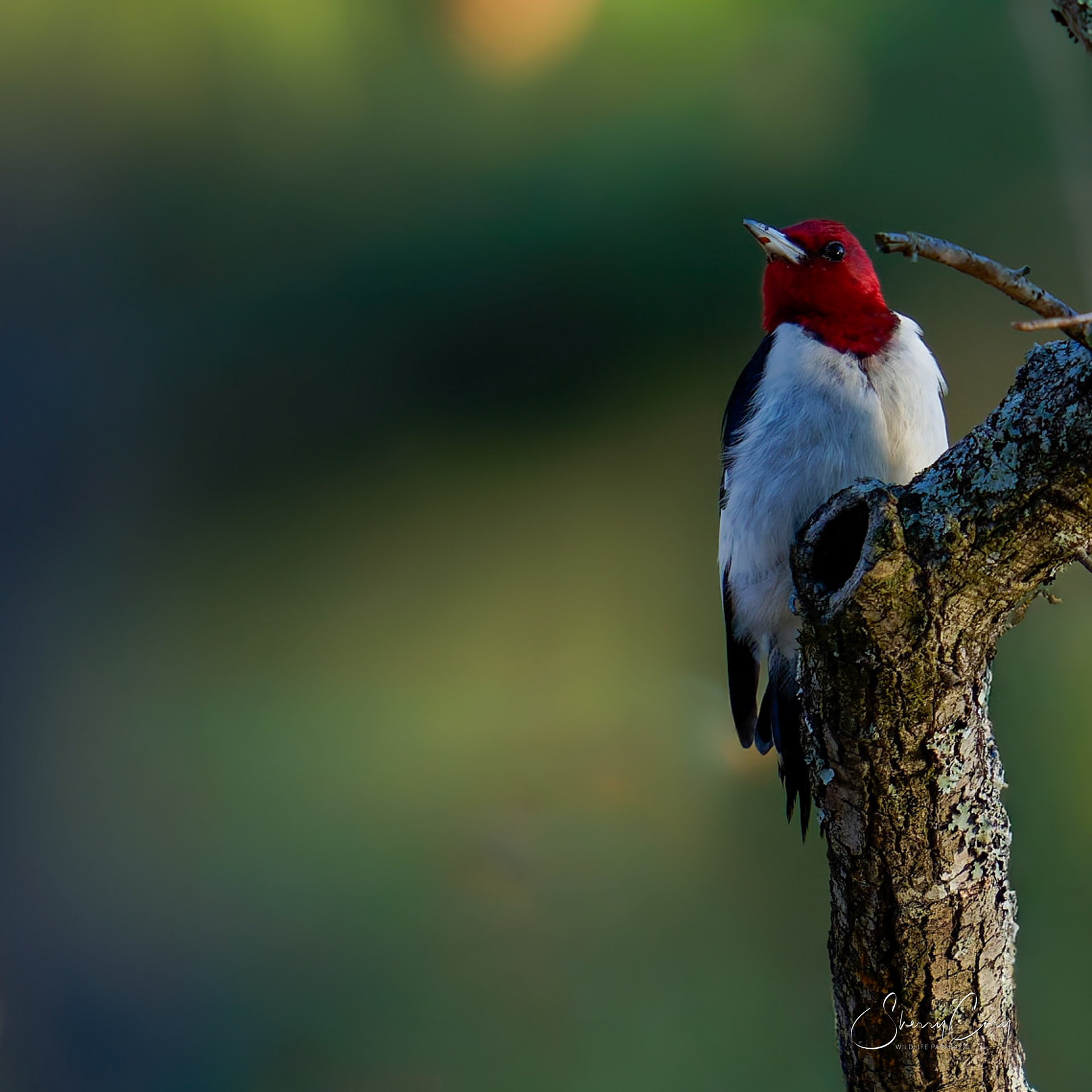 Red Headed Woodpecker