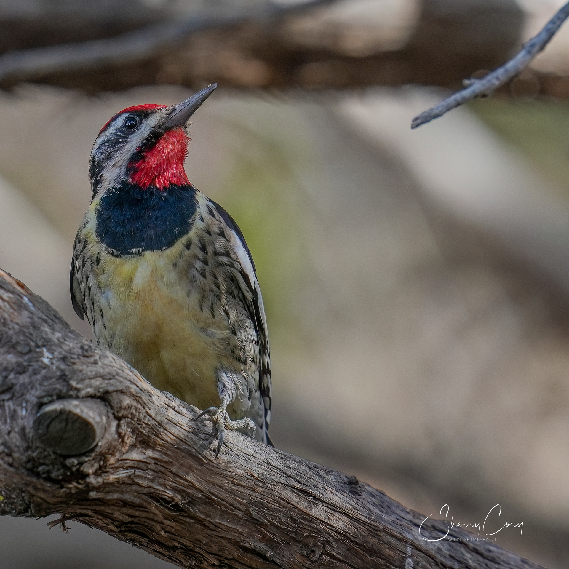Yellow Bellied Sapsucker (Sphyrapicus varius)