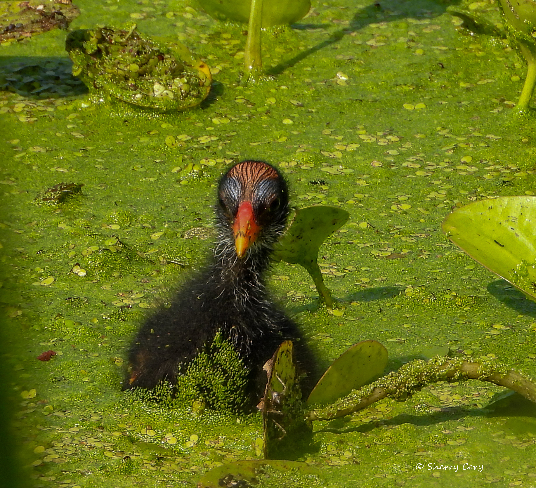 Baby Common Gallinule (Gallinula galeata)