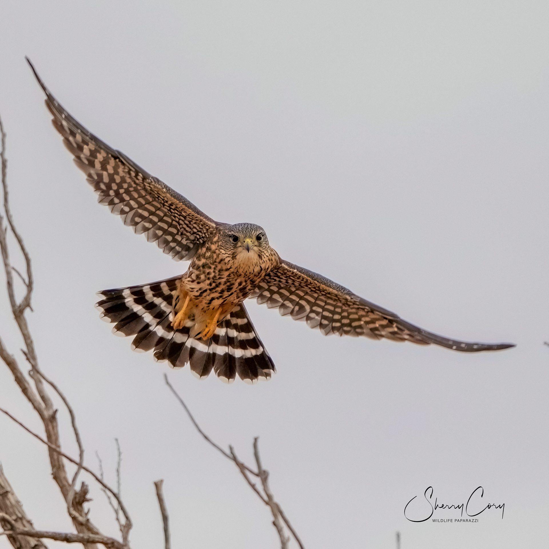 American Kestrel