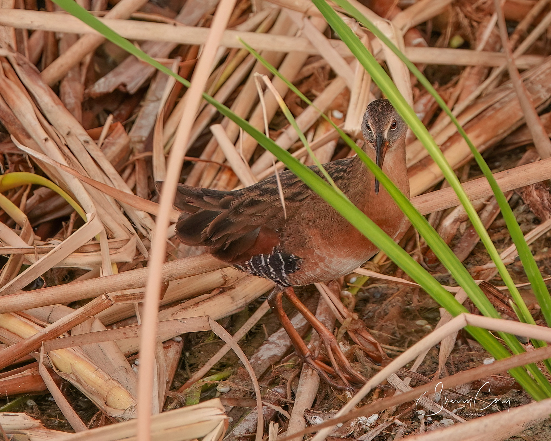 Virginia Rail (Rallus limicola)