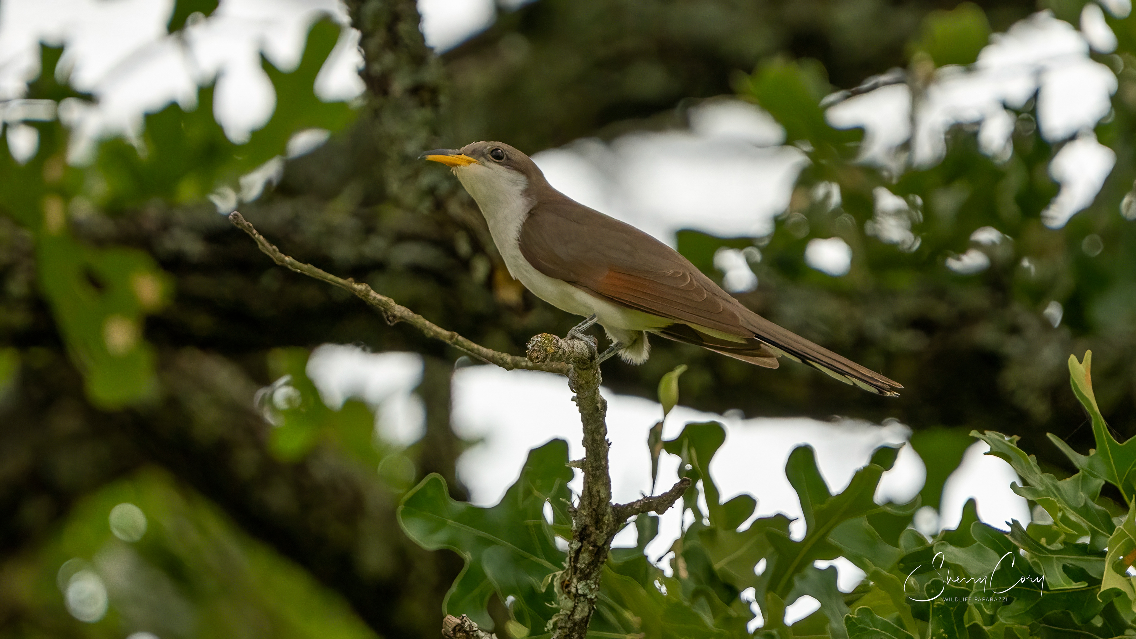 Yellow Billed Cuckoo