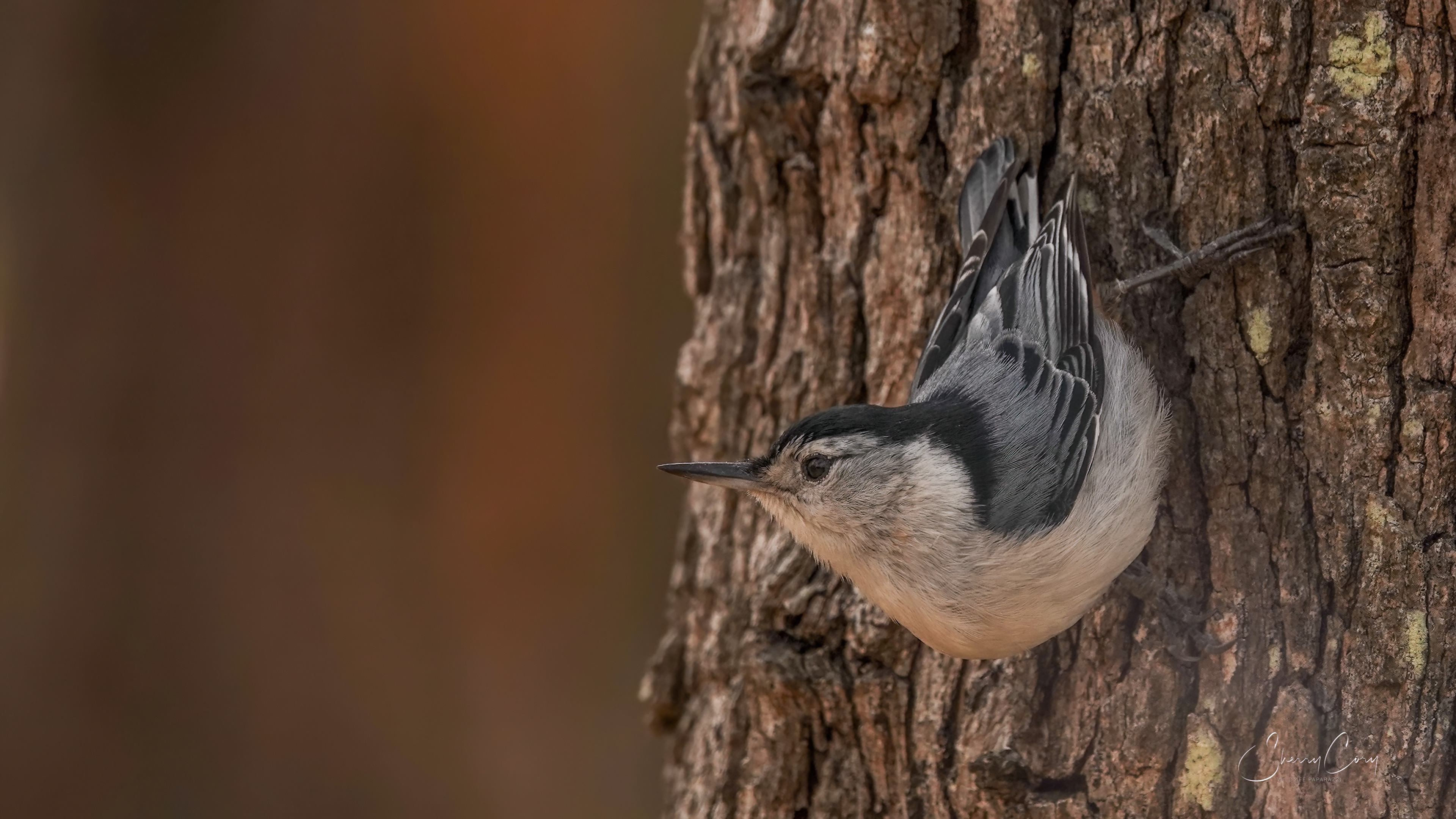 White Breasted Nuthatch (Sitta carolinensis)