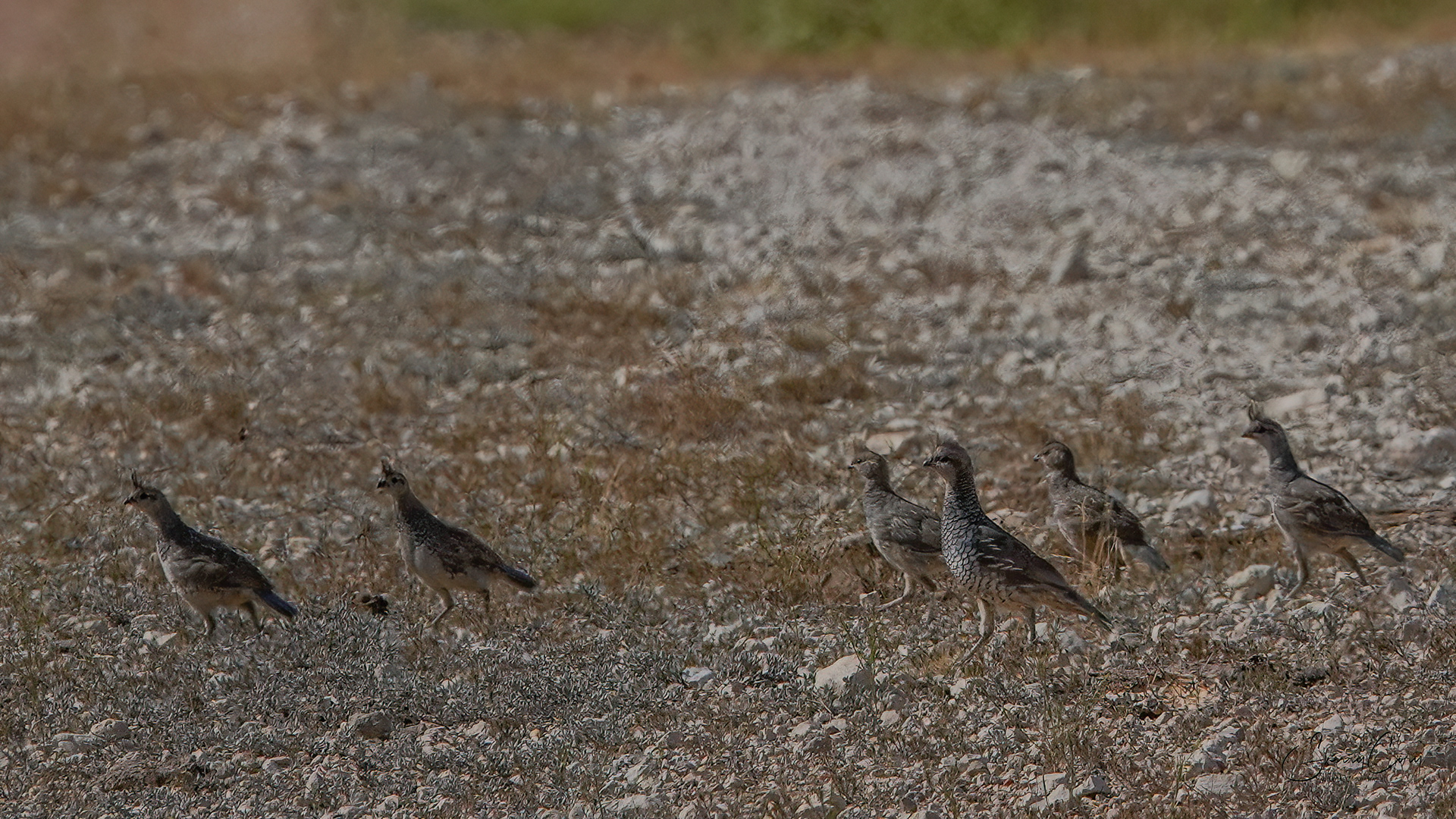 Scaled Quail (Callipepla squamata)