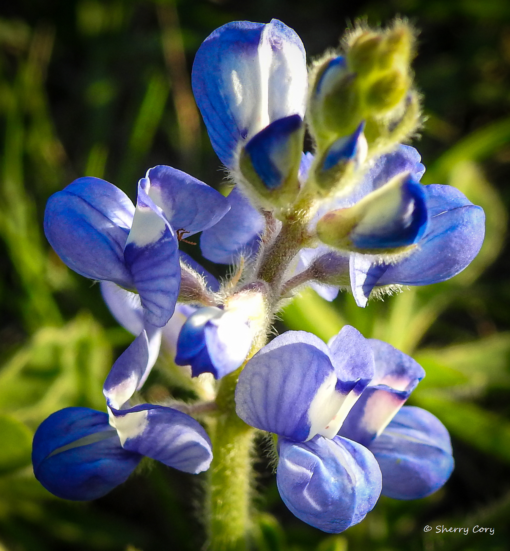 Bluebonnet