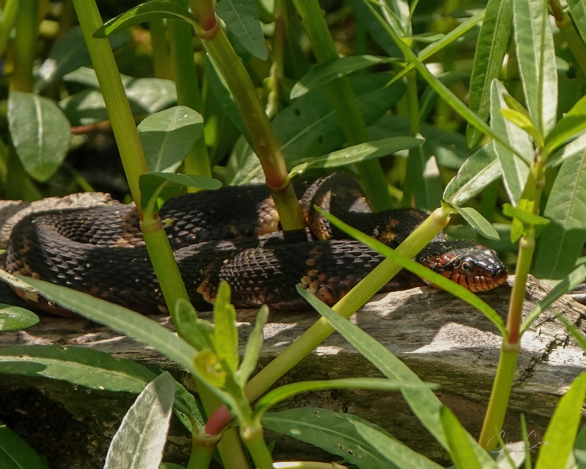 Broad Banded Water Snake (NV)