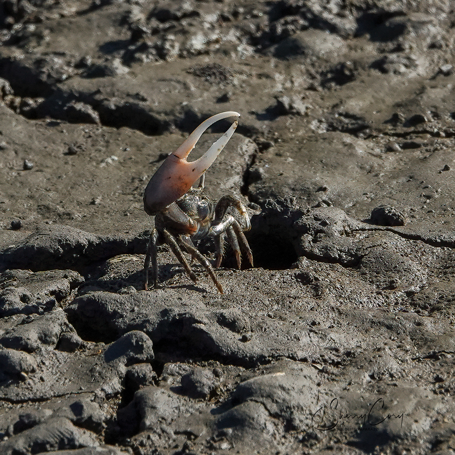 Fiddler Crab