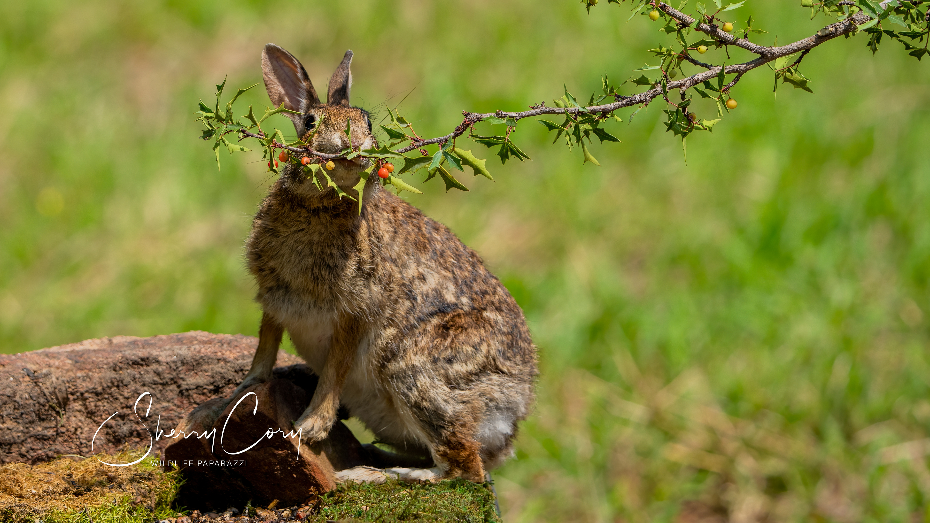 Swamp Rabbit