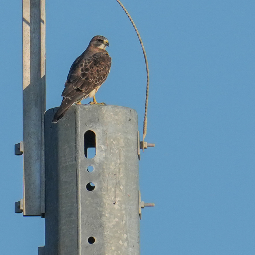 Swainson's Hawk (Buteo swainsoni)