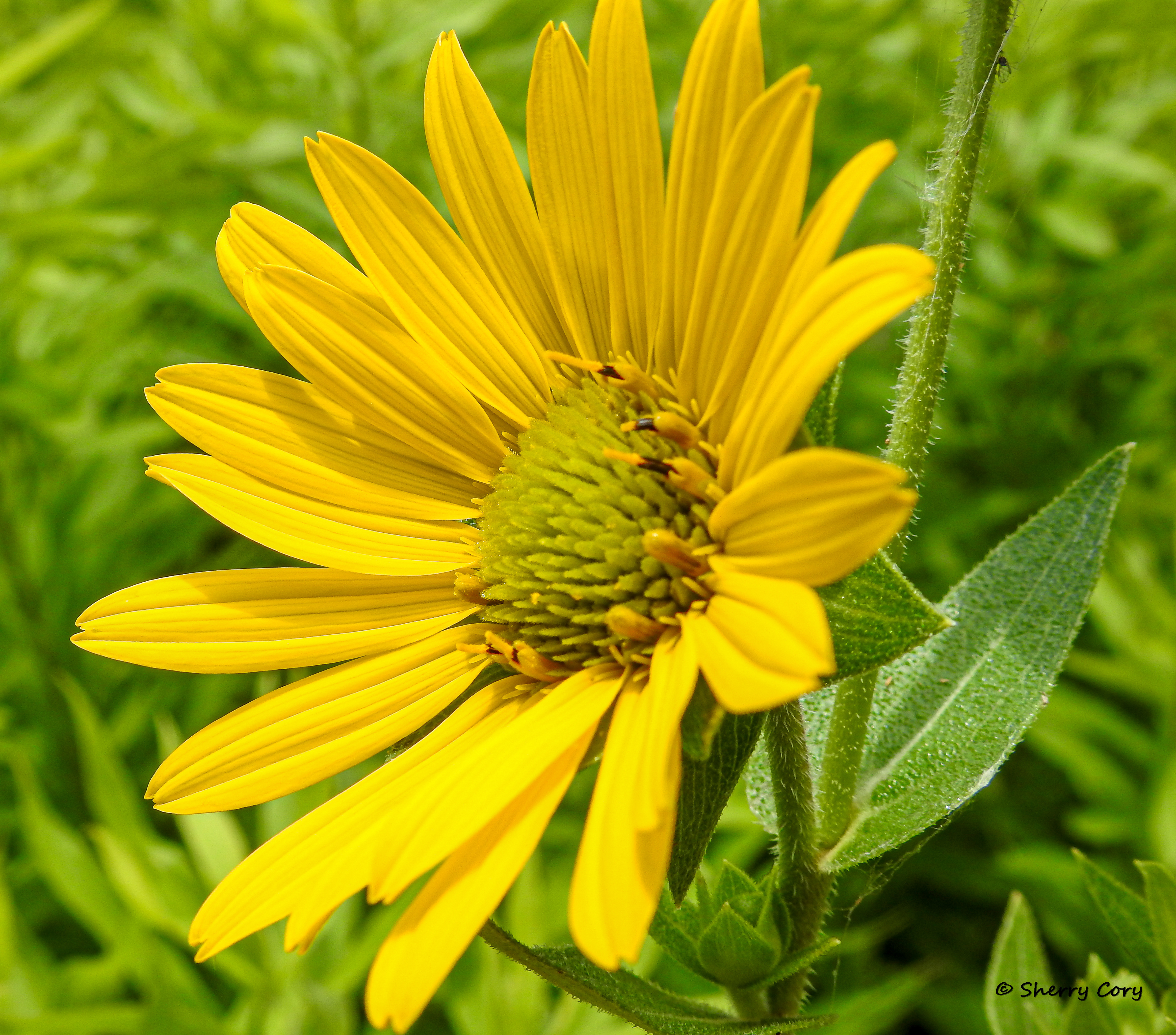 Common Sunflower