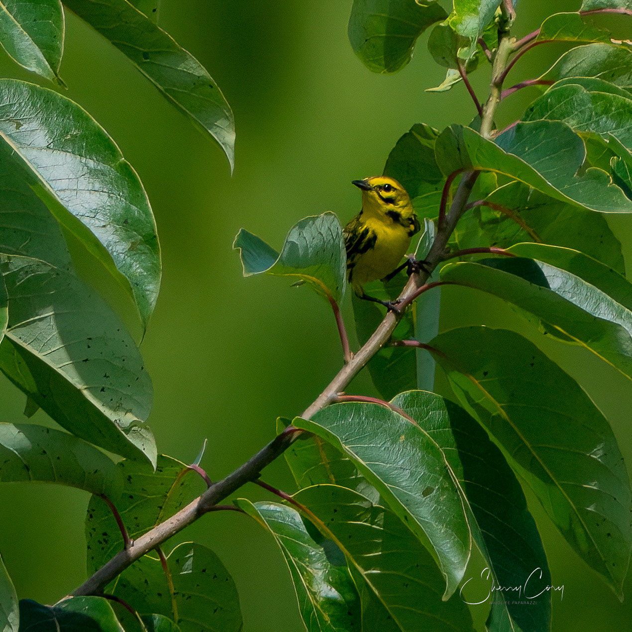 Prairie Warbler