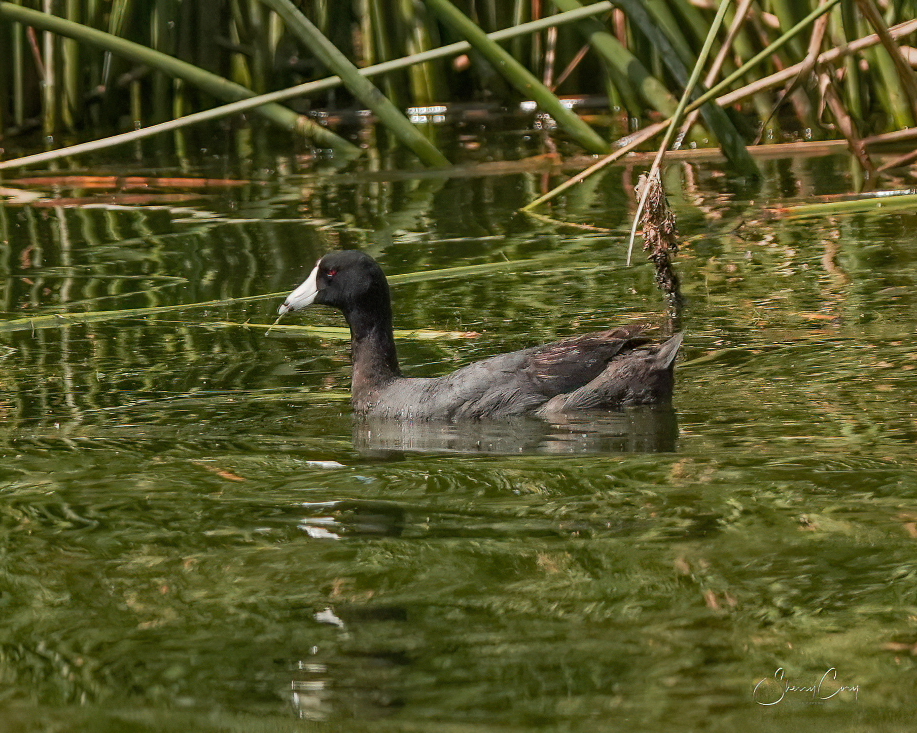 American Coot (Fulica americana)