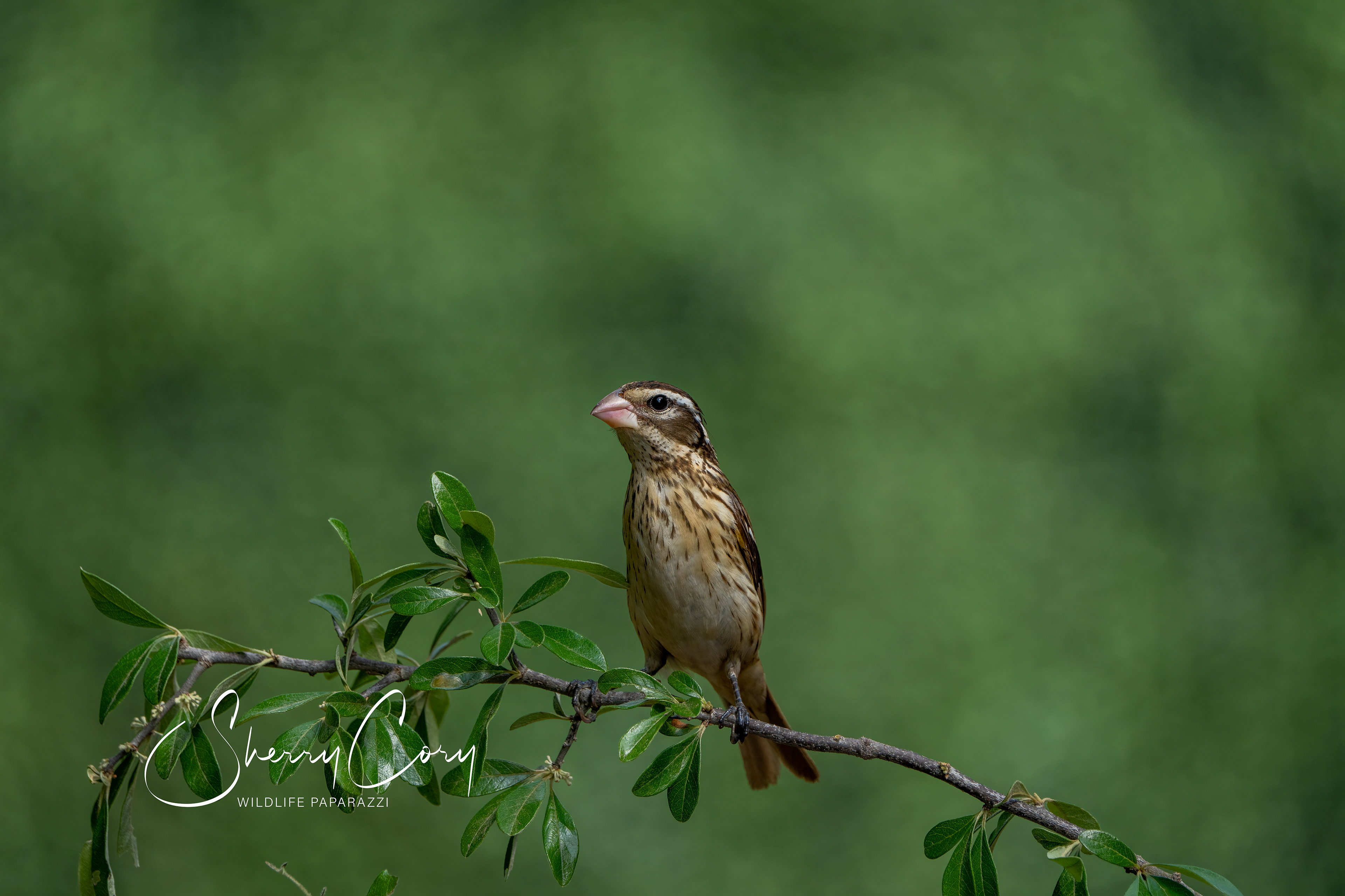 Female Rose Breasted Grosbeak (Pheucticus ludovicianus)
