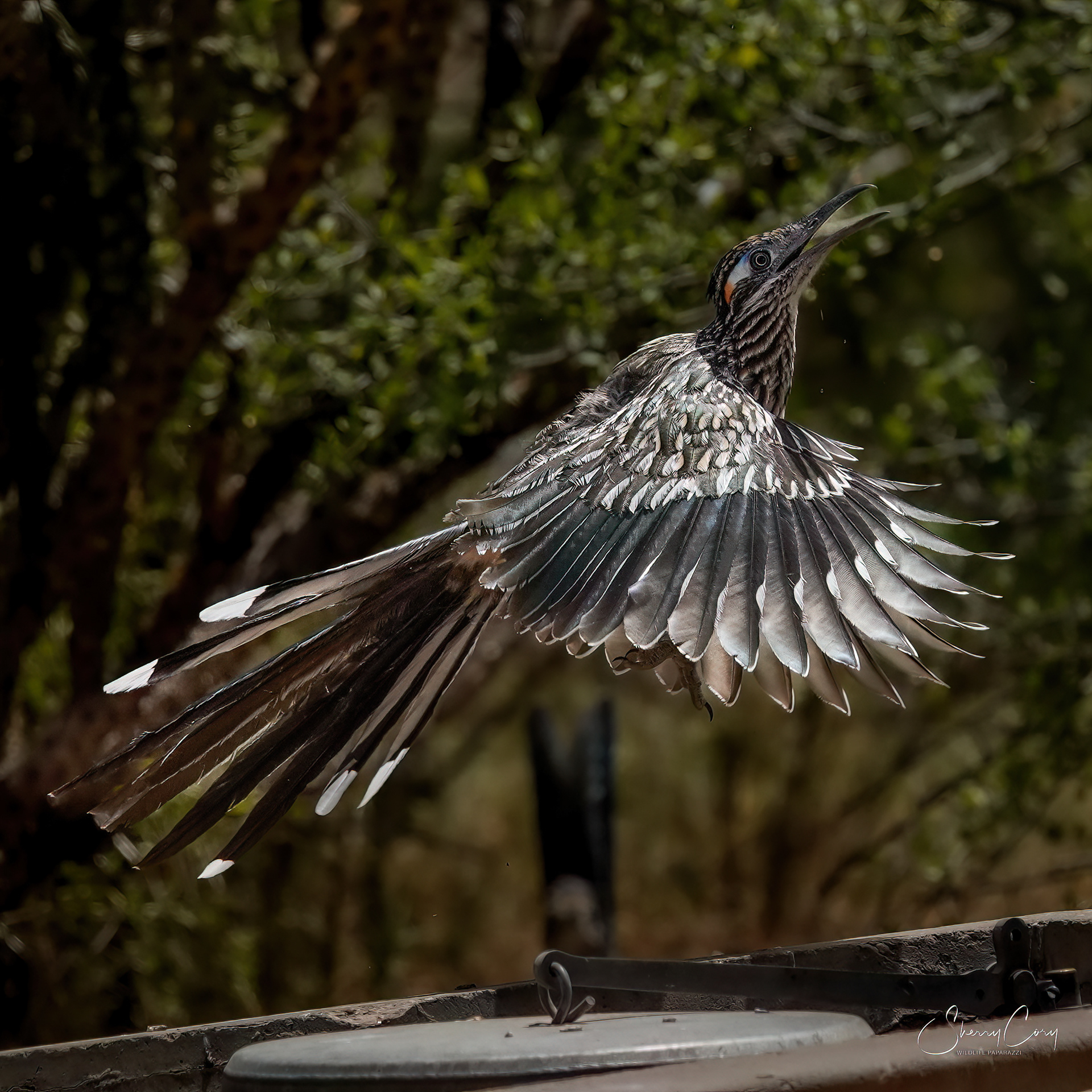 Greater Roadrunner (Geococcyx californianus)