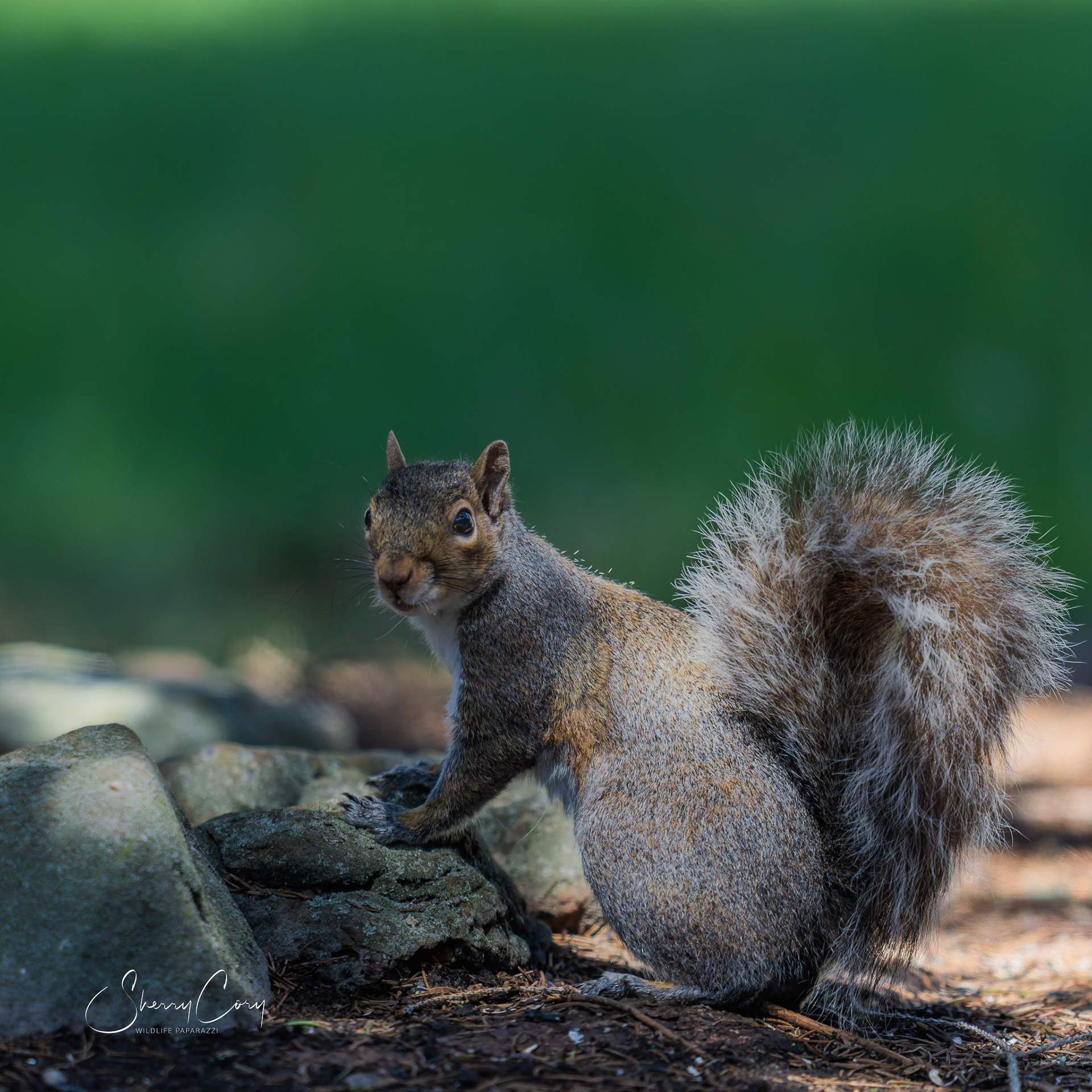 Eastern Squirrel