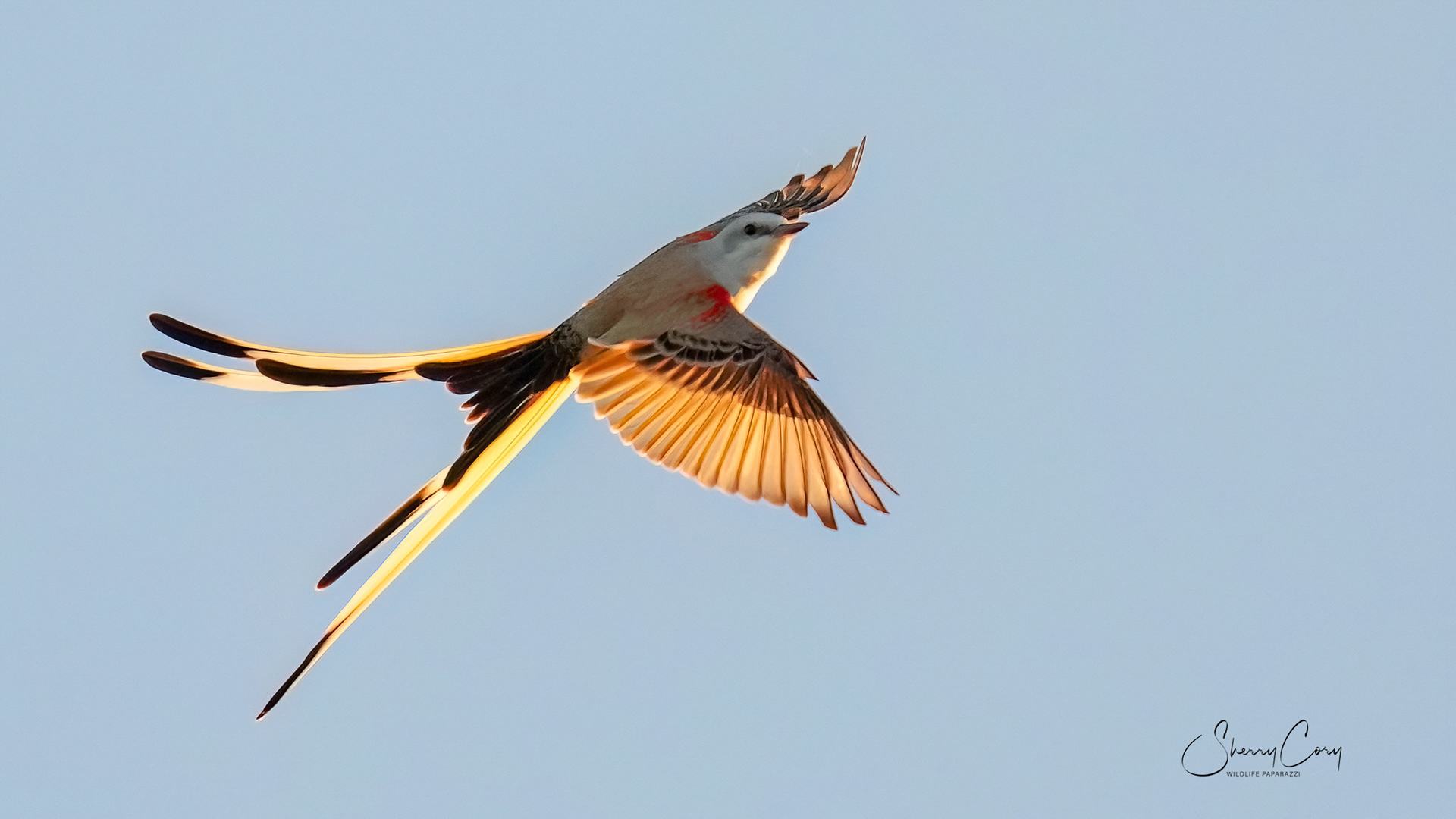 Scissor-tailed Flycatcher (Tyrannus forficatus)