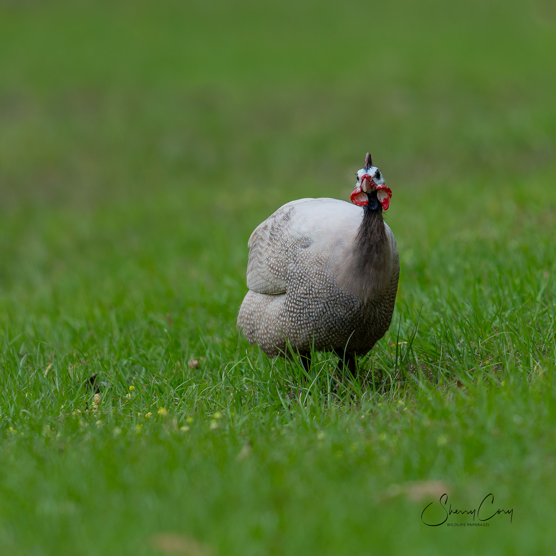 Helmeted Guinea Fowl (Numida meleagris)