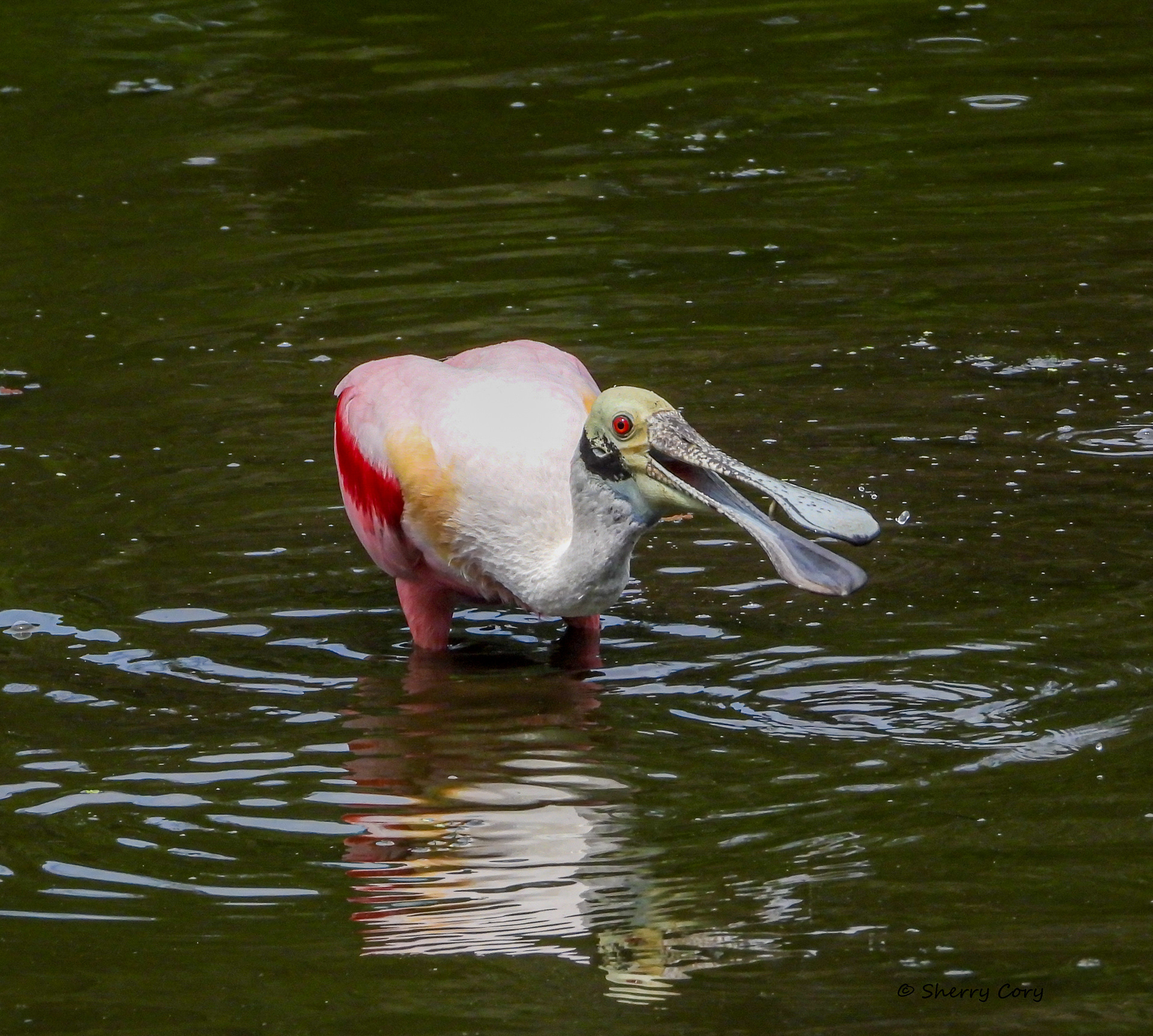 Roseate Spoonbill (Platalea ajaja)