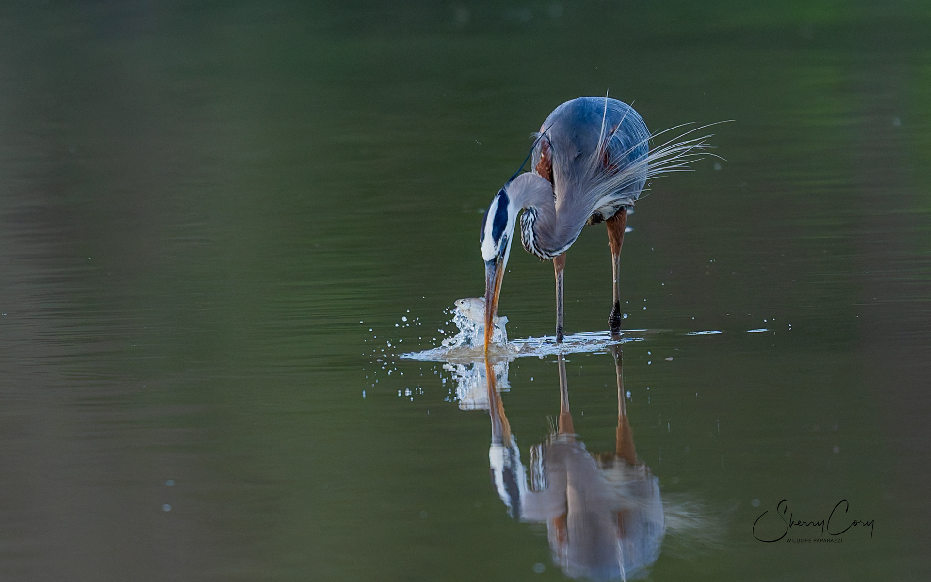 Great Blue Heron