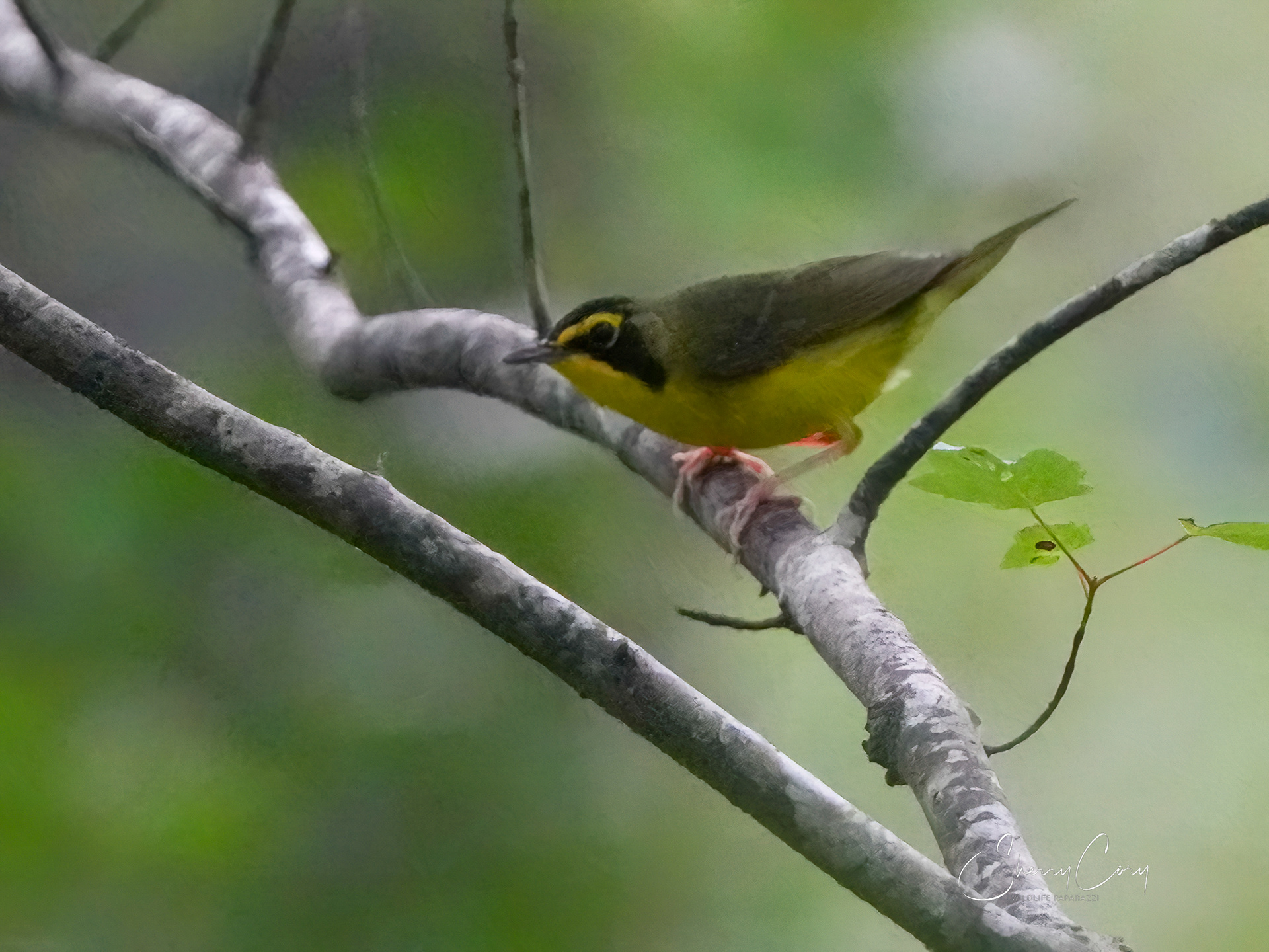 (M) Kentucky Warbler
