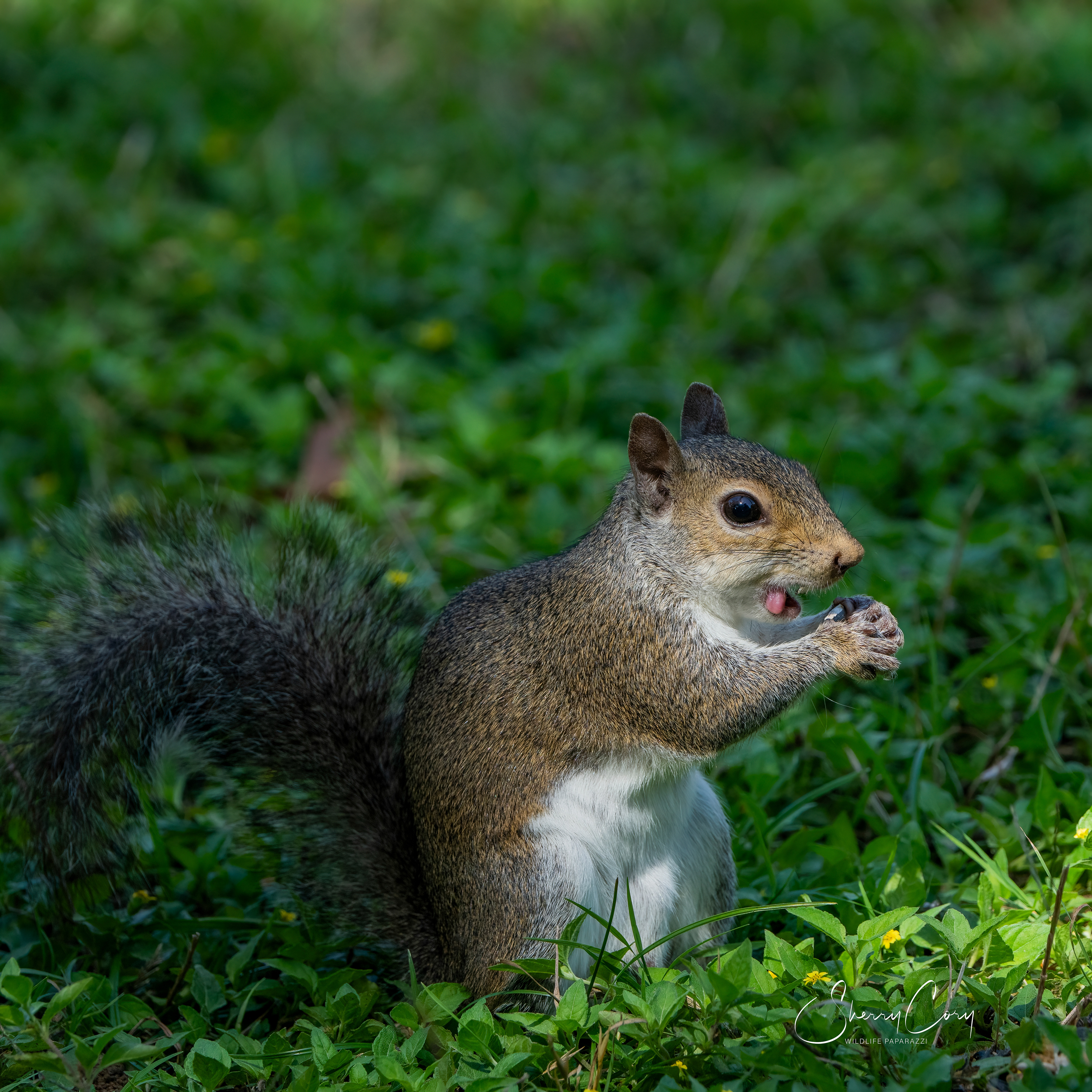 Gray Squirrel