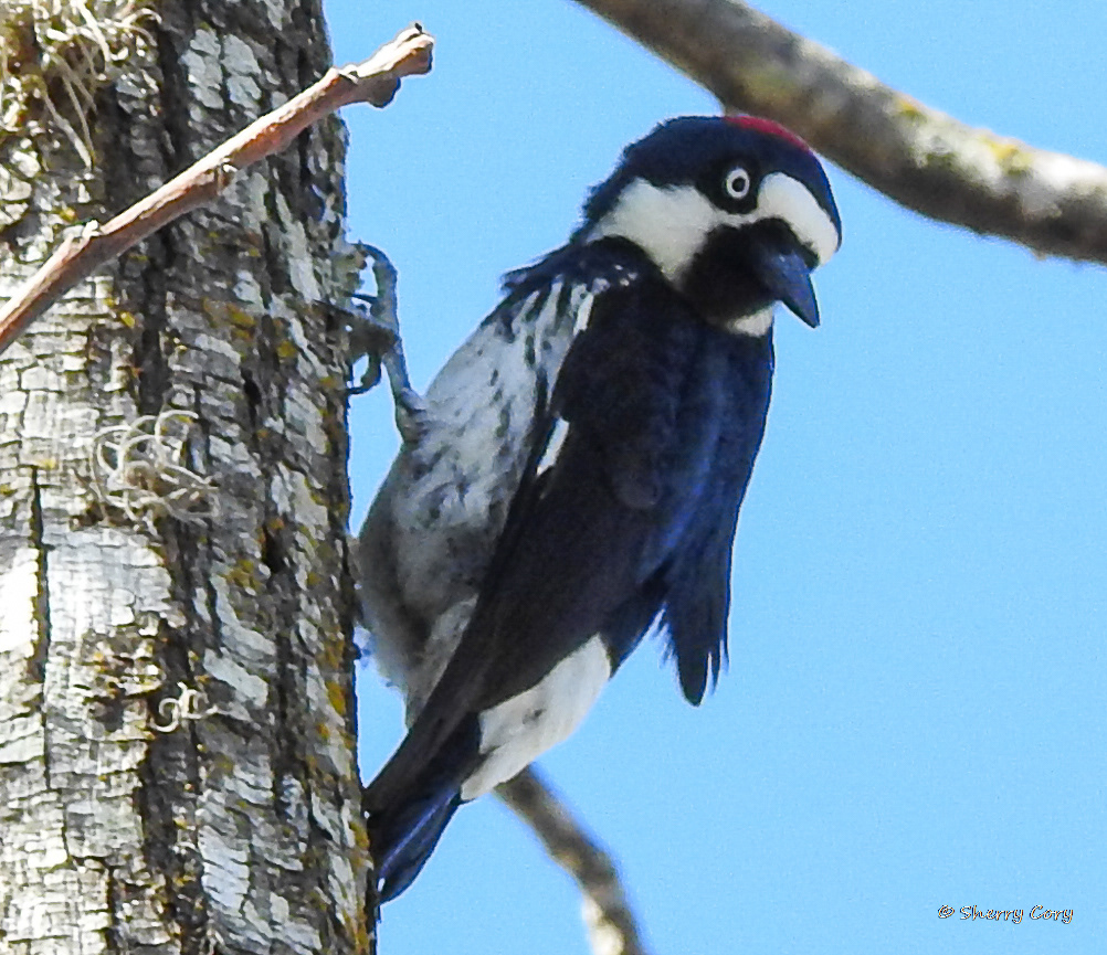 Acorn Woodpecker (Melanerpes formicivorus)