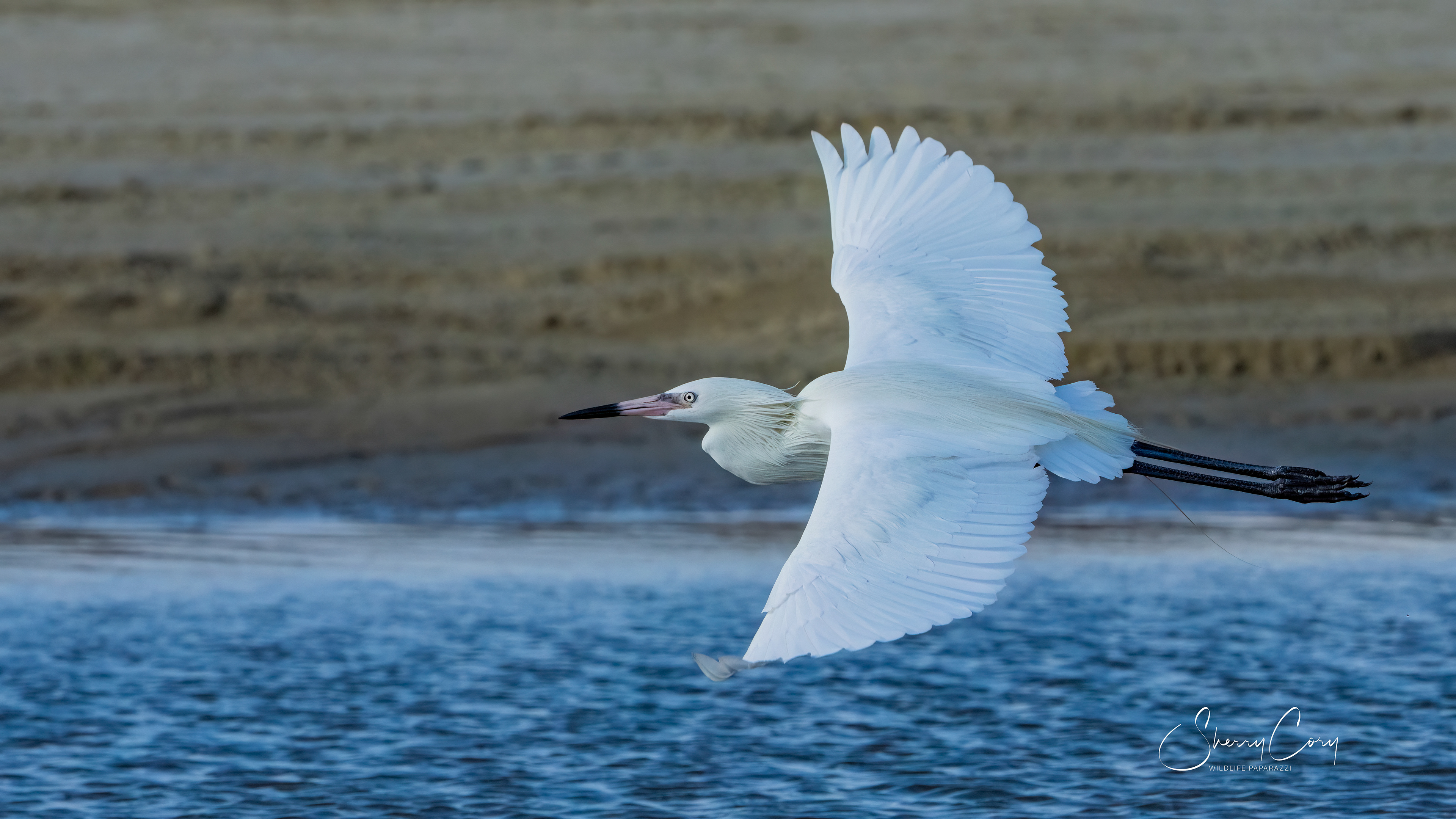 White Morph Reddish Egret
