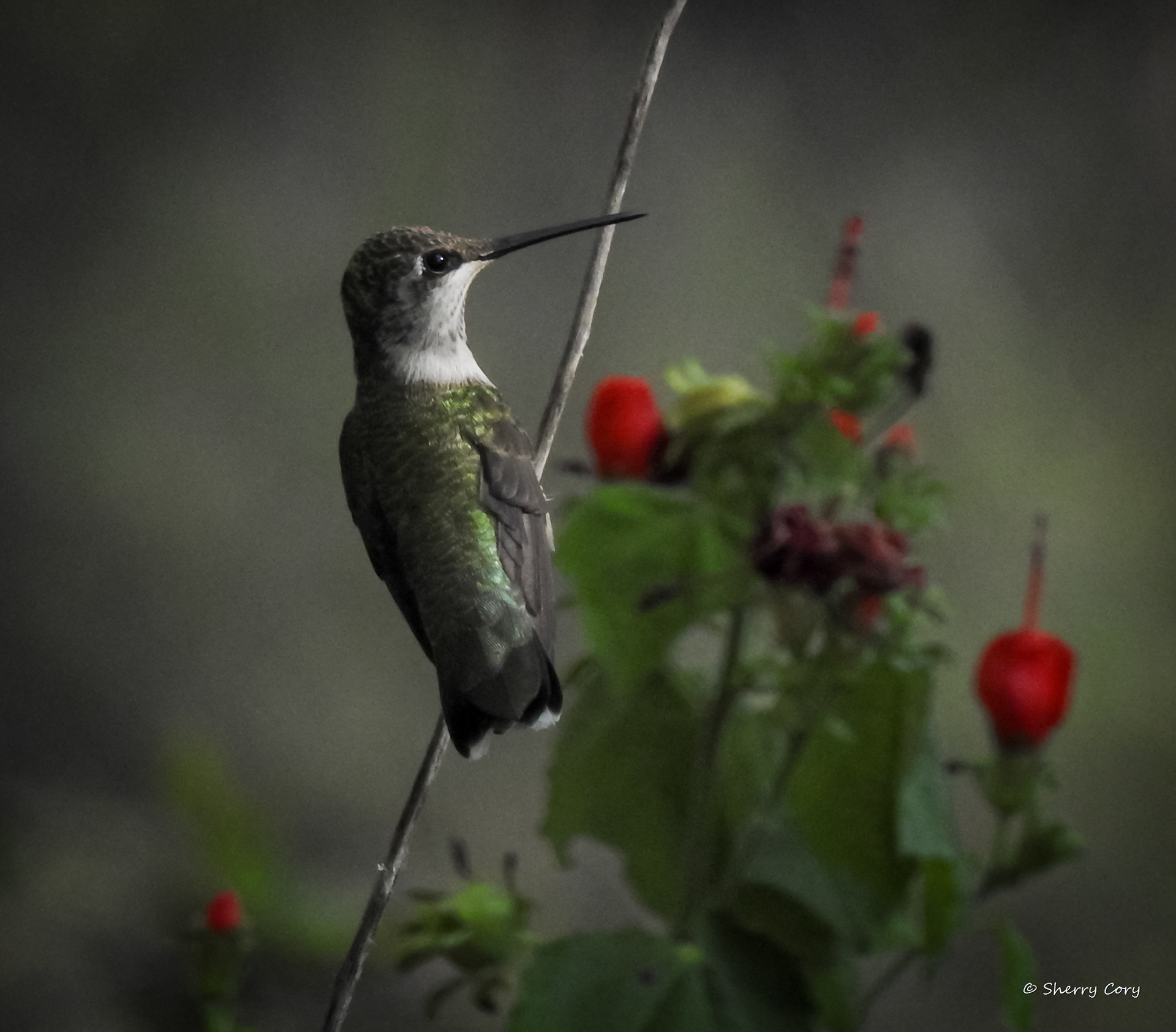Rubythroat 4/10