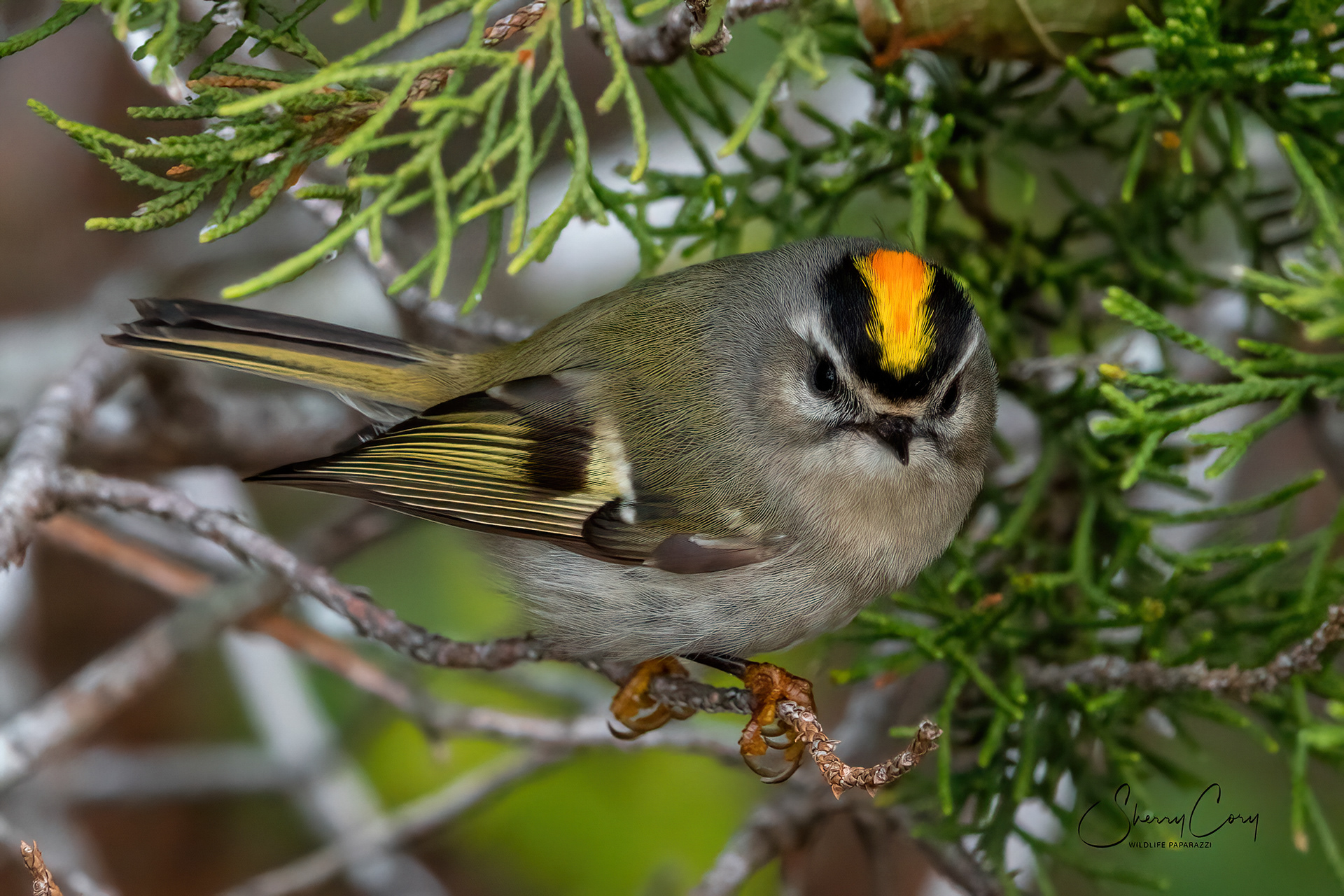 Golden Crowned(Regulus satrapa)