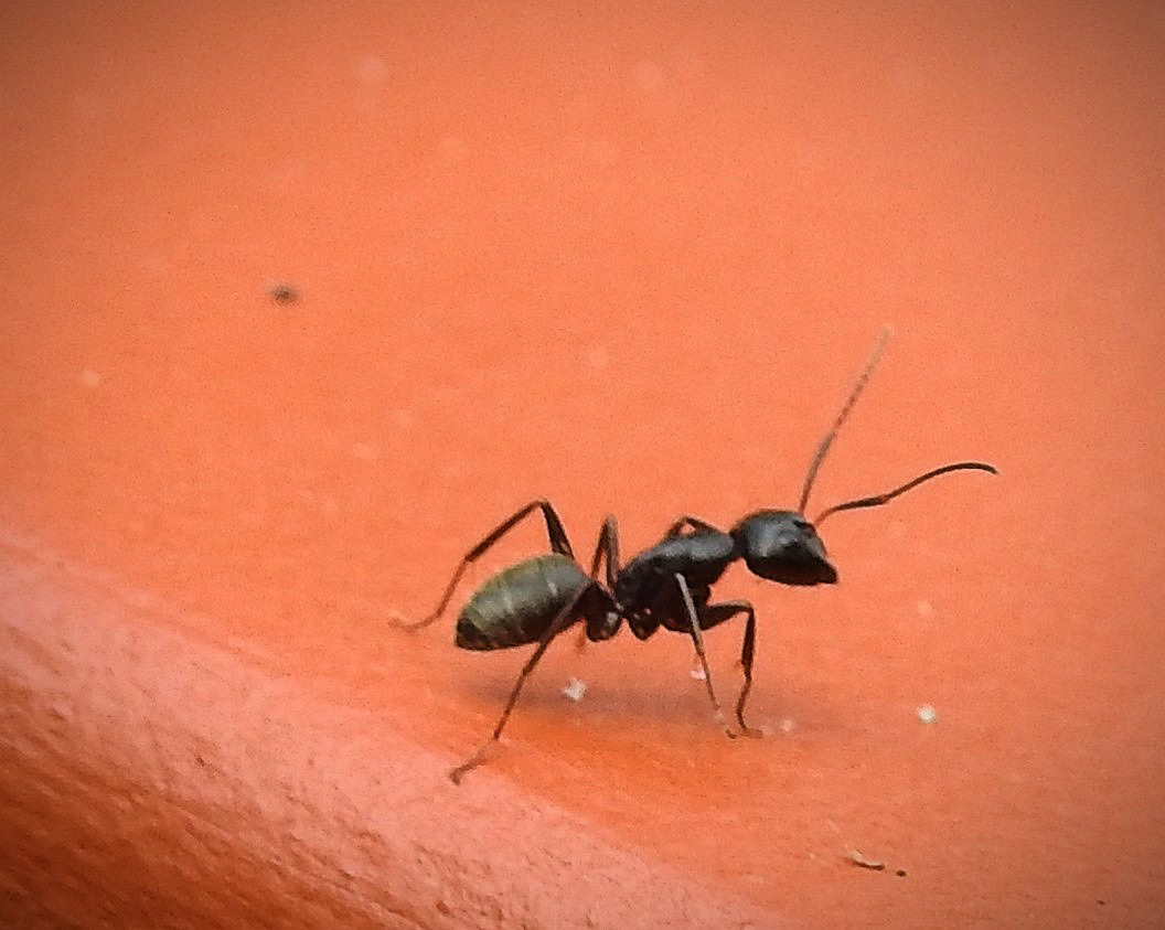 Eastern Black Carpenter Ant