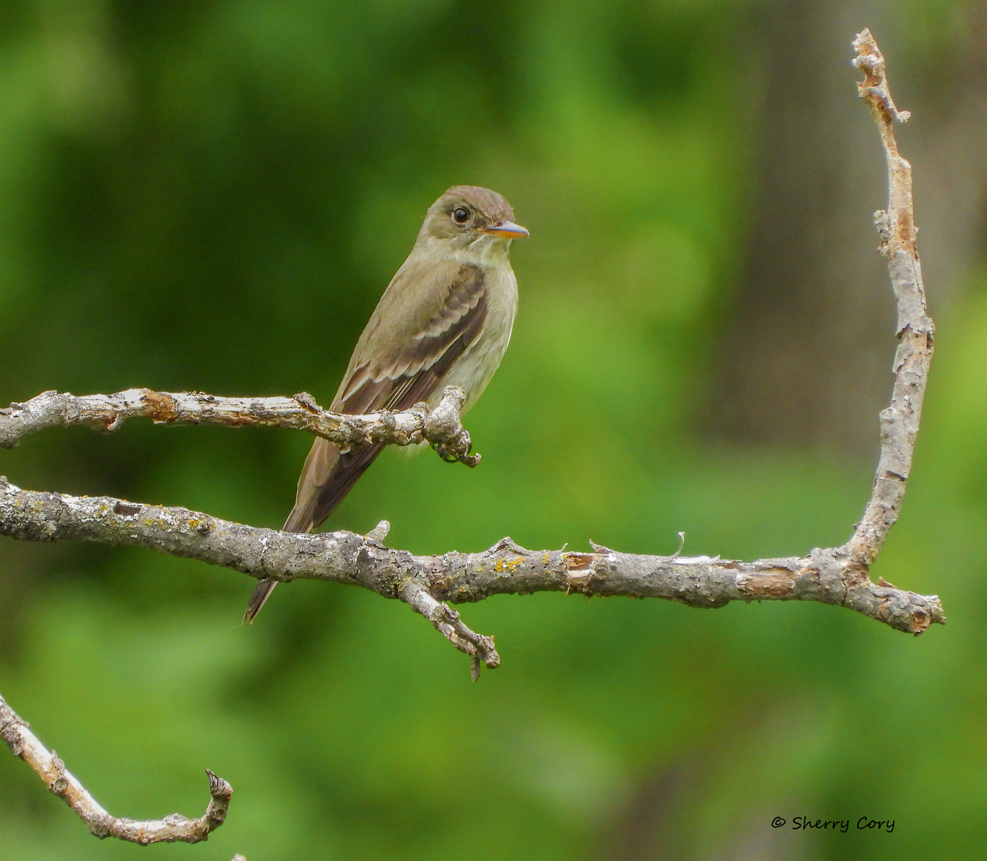 Eastern Wood Peewee (Contopus virens)