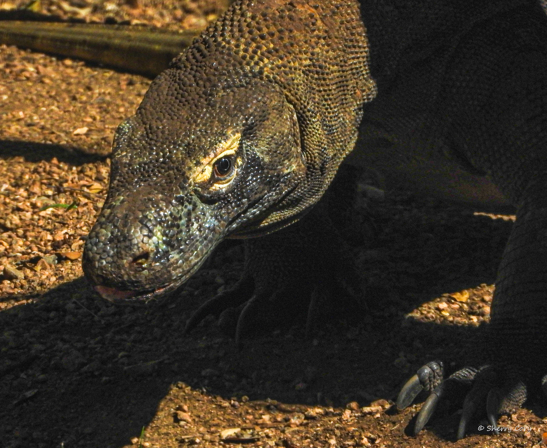 Komodo Dragon