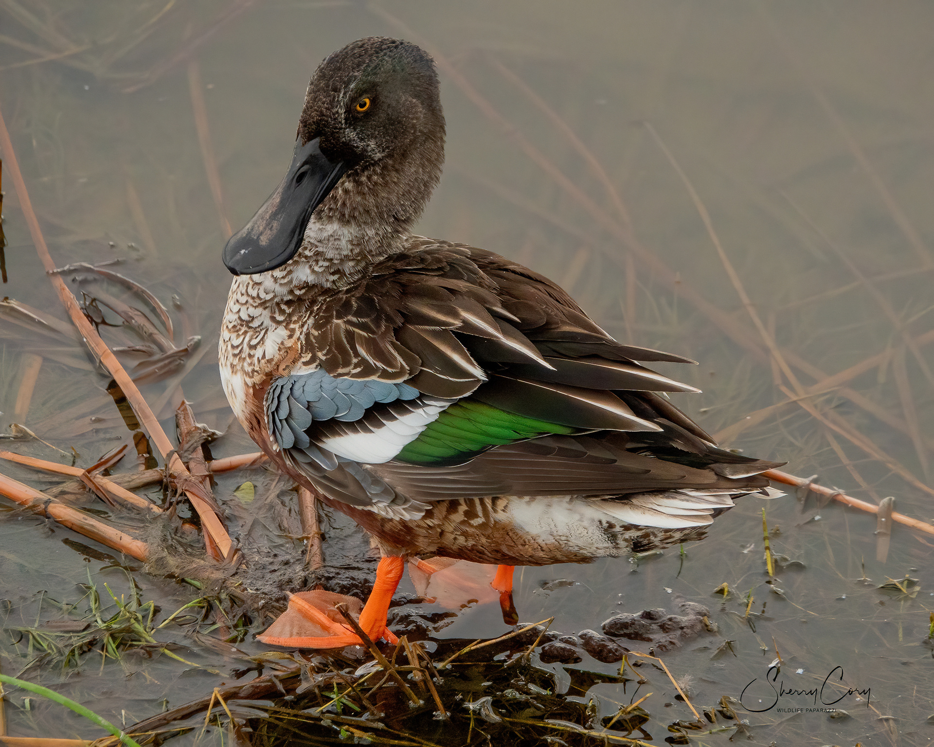 Northern Shoveler (Spatula clypeata)