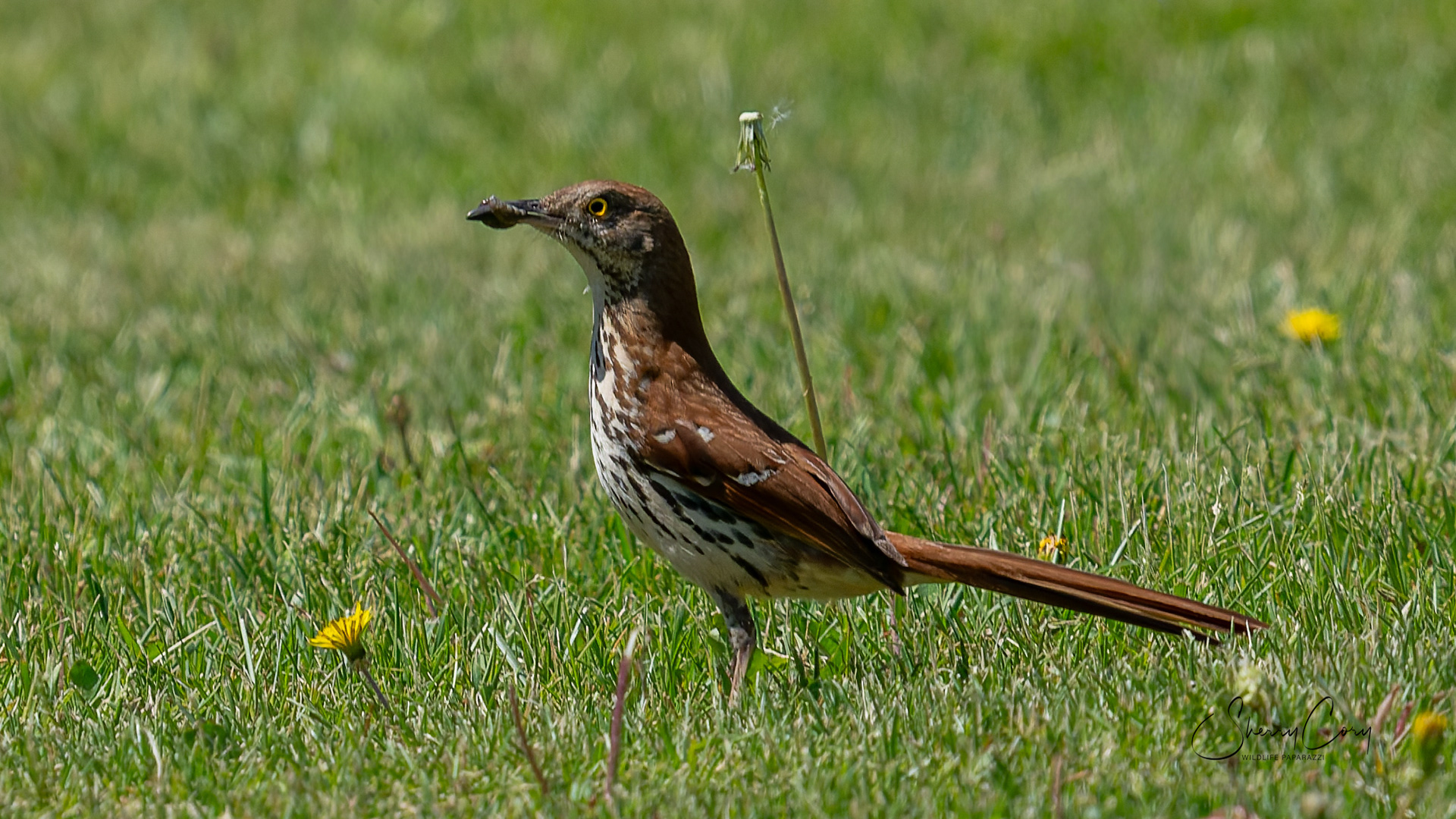 Brown Thrasher (Toxostoma rufum)