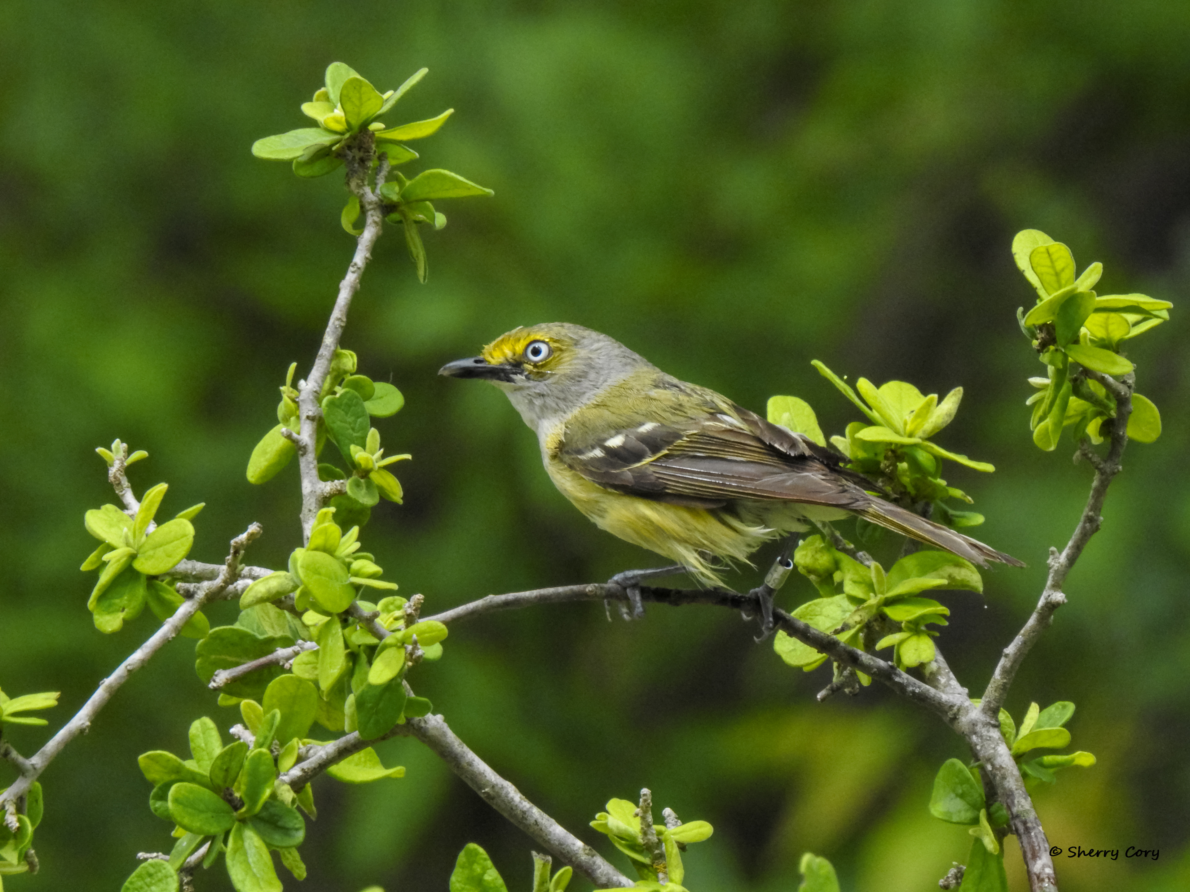 White Eyed Vireo (Vireo griseus)
