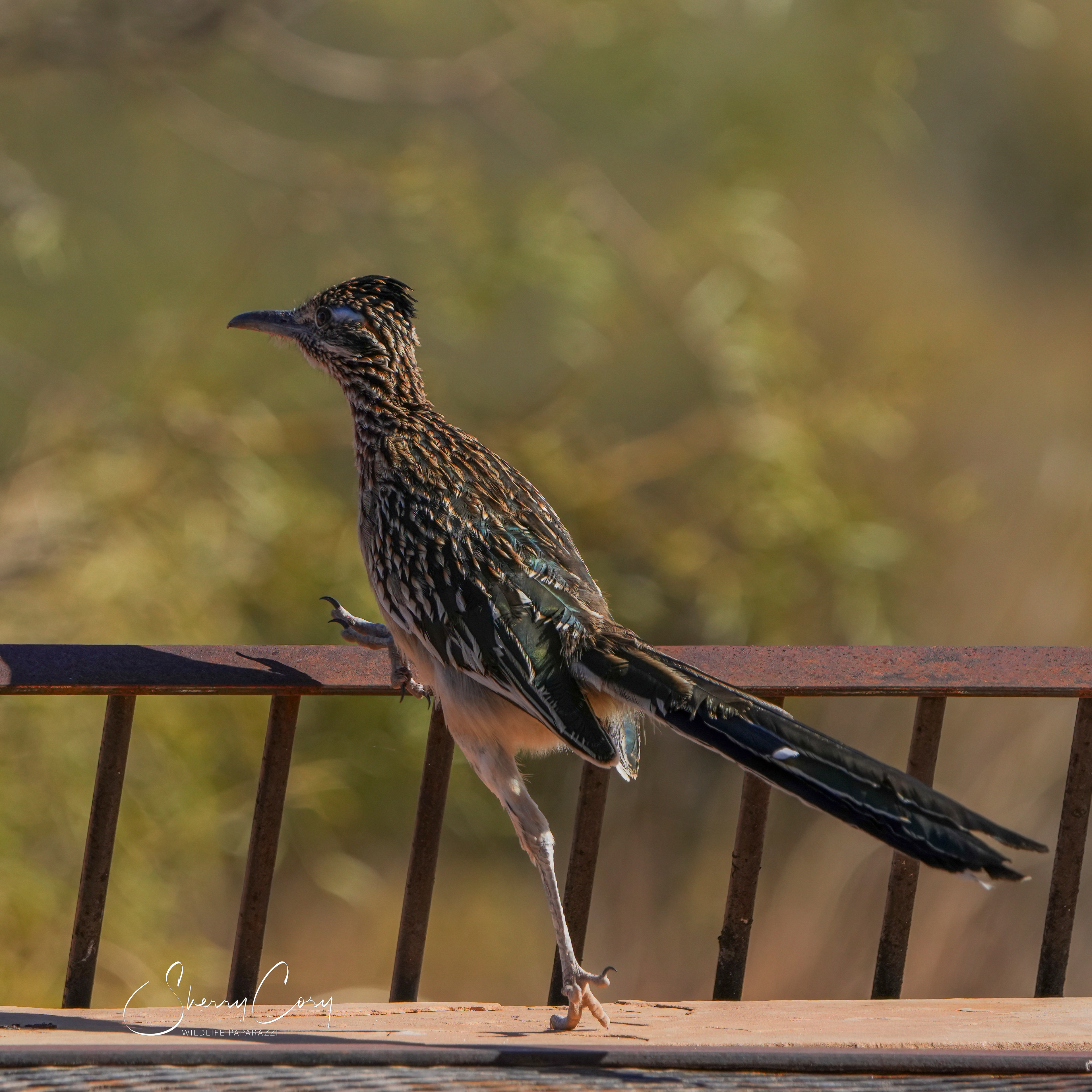 Greater Roadrunner