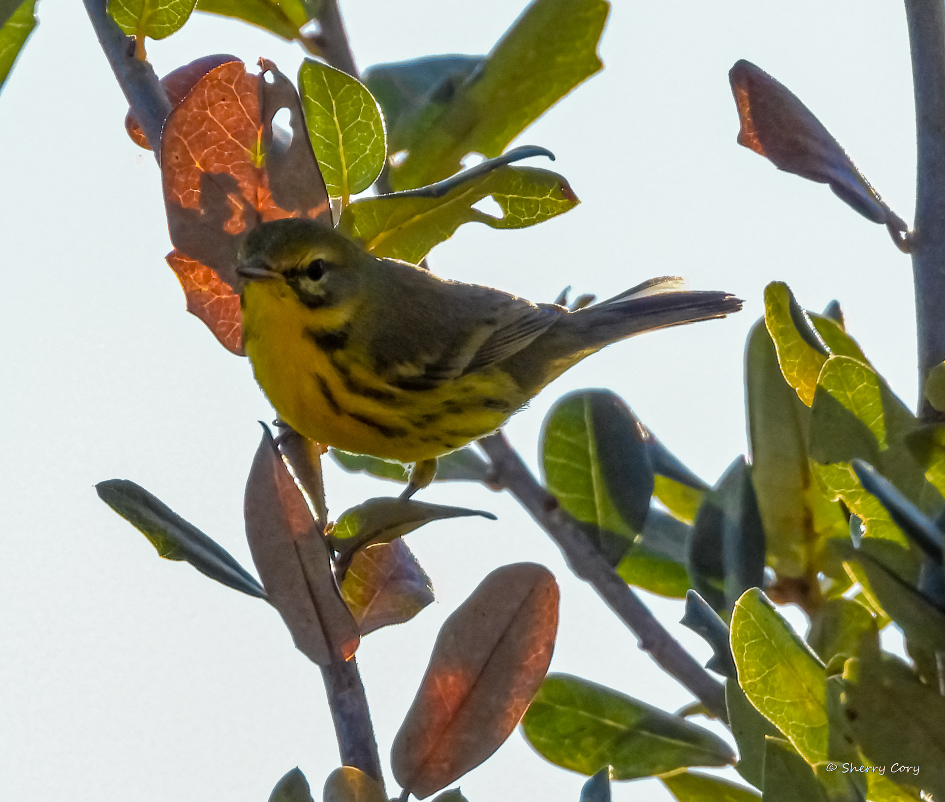 Prairie Warbler