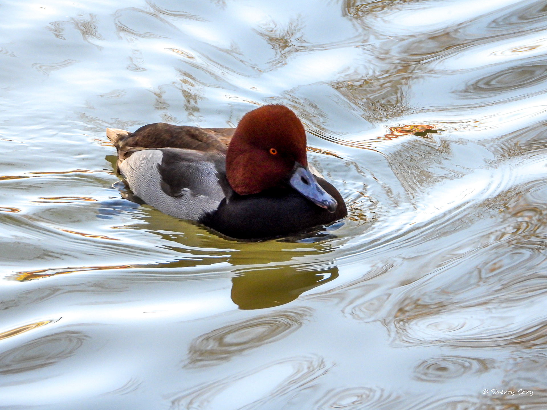Redhead (Athya americana)