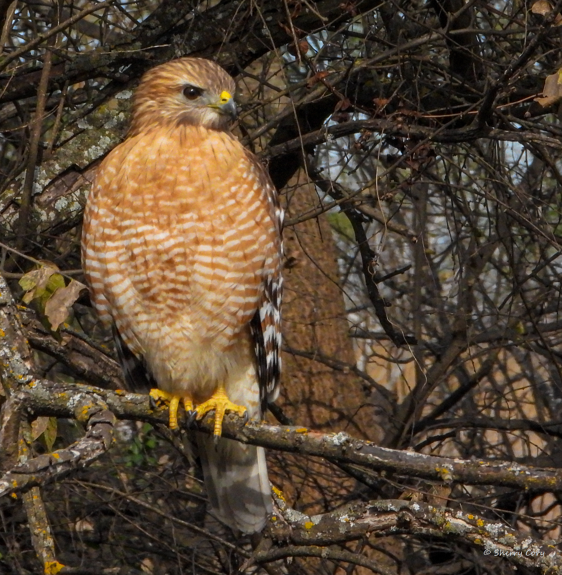 Red Shouldered Hawk (Buteo lineatus)
